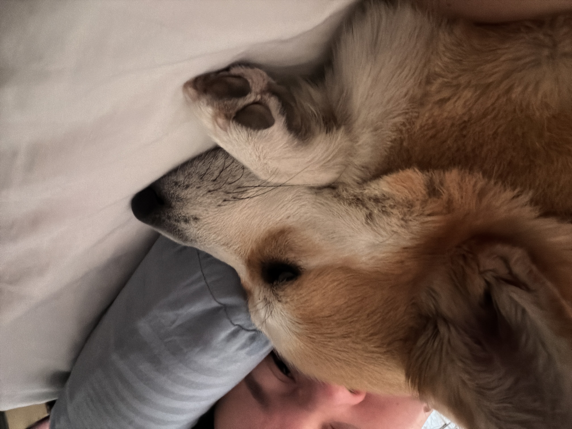 This close-up, overhead shot captures a peaceful moment between a person and a dog, resting together in what appears to be a bed. The scene is set indoors, with soft white bedding and a grey striped pillow providing the backdrop.
The primary subjects are a person and a medium-sized dog. The dog, which appears to be a Corgi or a similar breed, has thick, soft fur primarily in shades of tan and brown, with lighter cream or white fur on its face and chest. Its head is gently nestled against the person's head, suggesting a close and affectionate bond. One of the dog's front paws, with visible paw pads, rests on the white sheet. The dog's eye is partially visible, appearing closed or heavy-lidded, indicating it is asleep or deeply relaxed.
Only a portion of the person's face is visible in the lower part of the frame, including their forehead, right eye, cheek, and a small part of their ear. They appear to be lying on the grey pillow, and their relaxed expression, though only partly seen, contributes to the overall sense of tranquility.
The image conveys a feeling of warmth, comfort, and companionship. Both subjects are still, implying they are either sleeping or in a state of deep rest. The lighting is soft and ambient, suggesting a peaceful time of day, possibly morning or evening. There is no visible text within the image. This intimate moment of shared rest takes place in Chaikovsky, Russia.