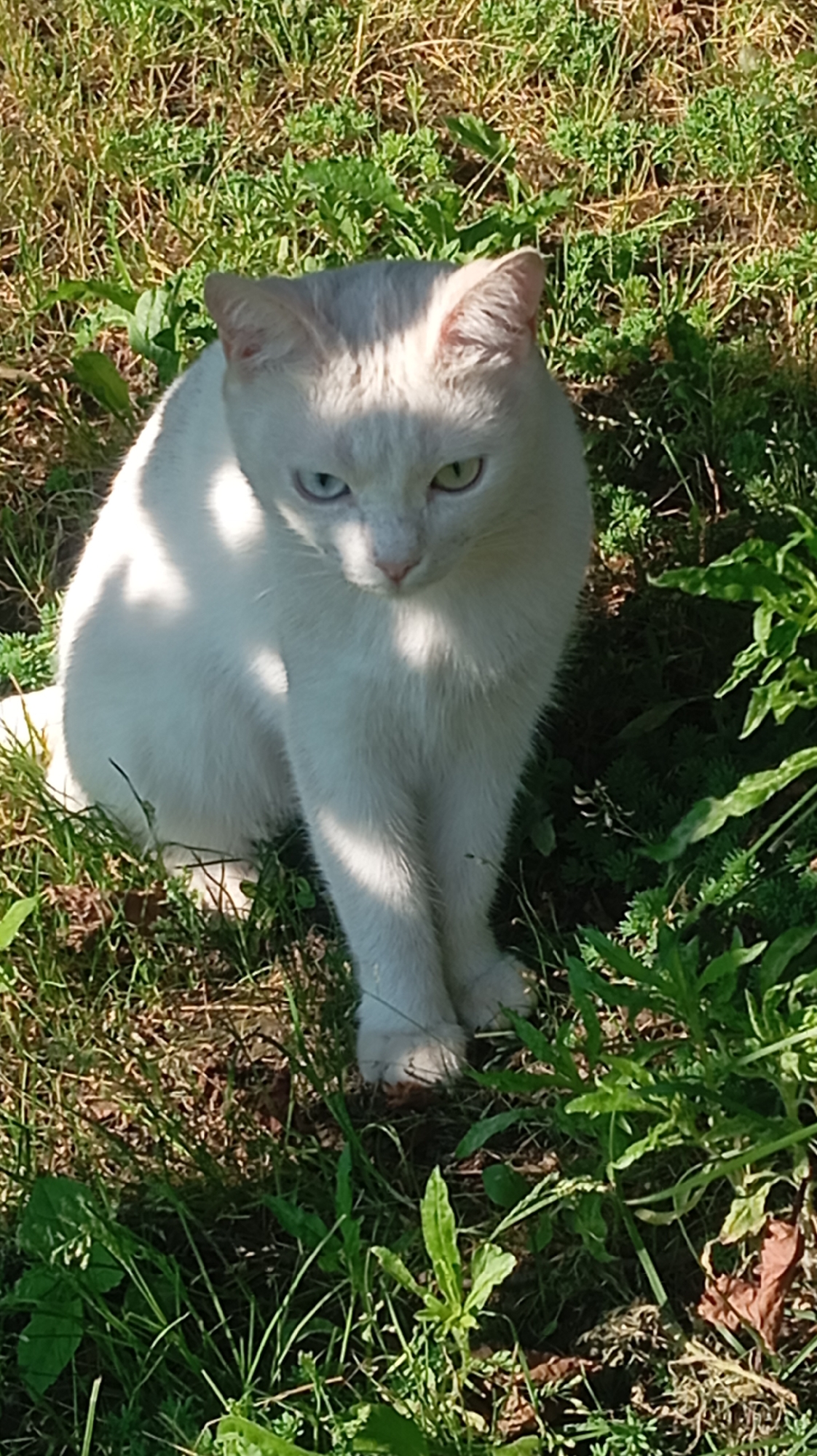 A white cat with striking heterochromia, one blue eye and one green eye, sits in a patch of sunlit grass. The cat is facing the camera with its paws neatly tucked beneath its body. The environment is natural, with various types of grass and some green foliage around the cat. The lighting suggests it is daytime, with dappled shadows falling on the cat and the surrounding grass. The image appears to have been taken outdoors, likely in a park or garden setting. There are no people visible in the image.