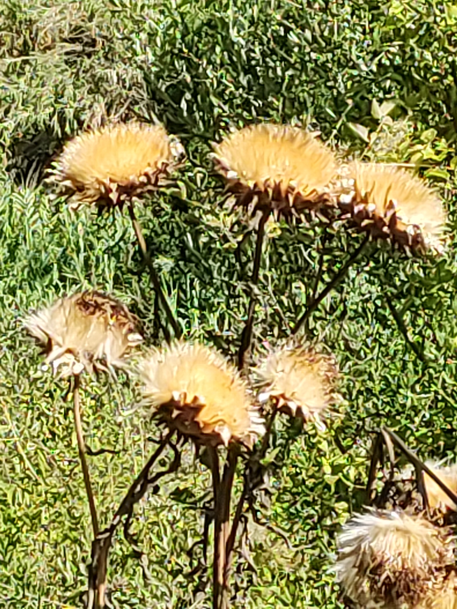 The image shows several dried thistle seed heads in various stages of decay, set against a backdrop of green grass. The thistles are predominantly a light brown or tan color, with some appearing fluffy and others more withered and spiky. Their stems are dark and spindly. The grass is a vibrant green, with a somewhat unkempt appearance, suggesting an outdoor setting. There are no people or animals visible in the image. The scene is one of natural decay in a grassy environment. This image was taken in Suera, Spain.