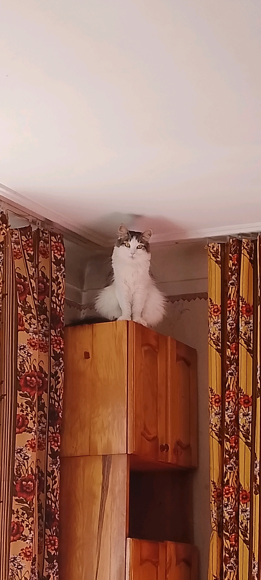A long-haired cat with white and brown fur sits perched on top of a wooden cabinet. The cat is looking directly at the camera with yellow eyes. The cabinet is positioned in a corner, with patterned curtains hanging on either side. The curtains have a floral design featuring red and yellow flowers. The ceiling above the cabinet is white and shows some minor imperfections. The overall scene appears to be indoors, likely in a domestic setting. The specific location in the city of Belgorod, Russia, cannot be determined from the image alone.
