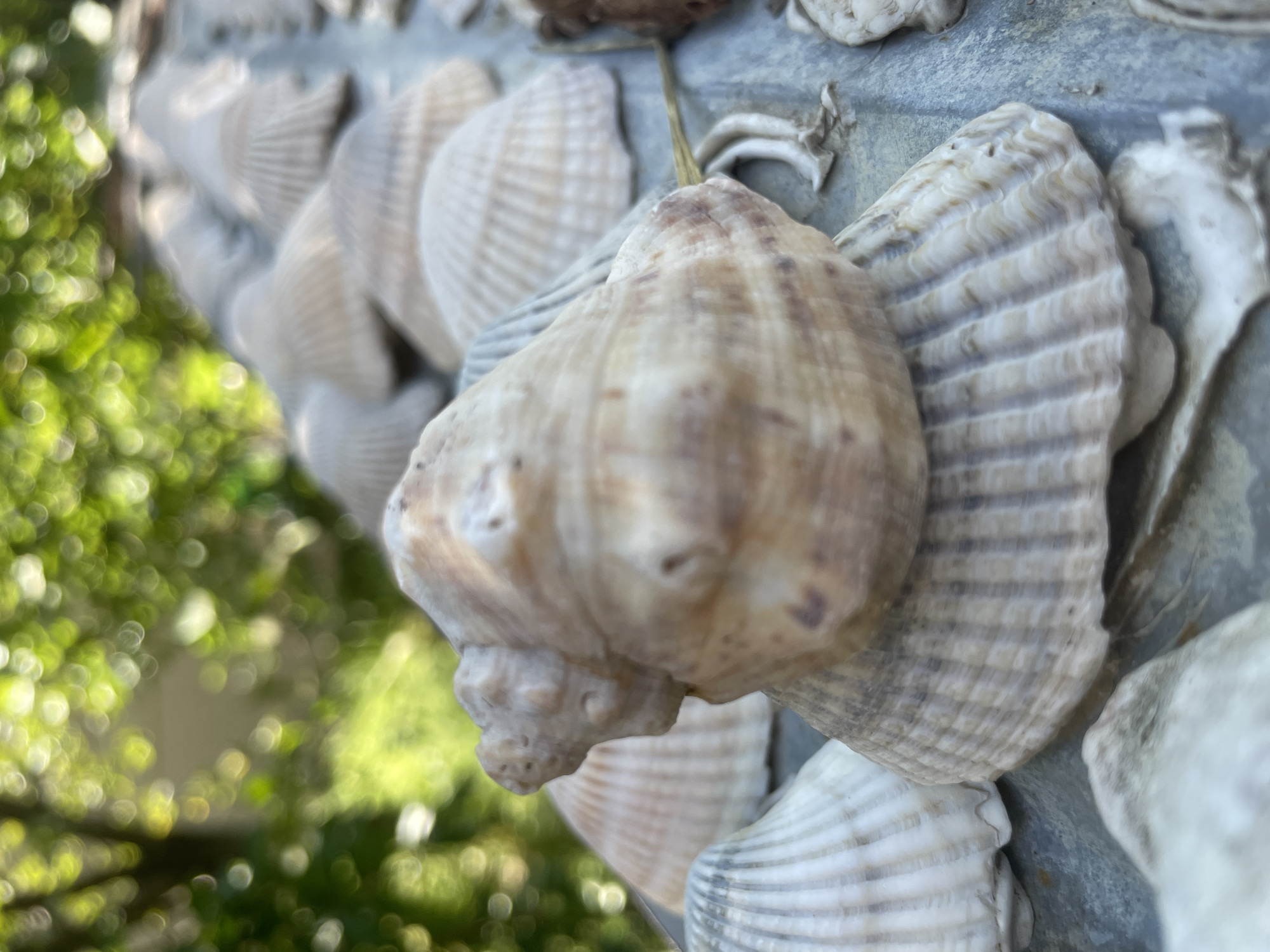 The image shows a close-up of a collection of seashells arranged on a flat, textured surface. The foreground is dominated by a large, light-brown seashell with a spiral pattern, resting on top of another, flatter seashell with ribbed texture. In the background, more seashells, mostly of the fan-shaped variety, are visible, arranged in rows and stretching into the distance. The shells are of varying shades of white, cream, and light brown, with some showing hints of purple or grey. The surface they are placed on appears to be weathered, with a metallic or stone-like texture and a greyish-blue hue.
Behind the shells, the background is blurred, depicting out-of-focus green foliage, suggesting an outdoor setting. The lighting indicates it is daytime, with bright sunlight creating highlights on the shells and dappled light filtering through the leaves. The overall impression is one of a decorative display or perhaps a natural collection.
There are no people or animals visible in the image. The focus is solely on the arrangement and texture of the seashells. The image does not provide any visual information to confirm or deny its location in Baranovka, Russia.