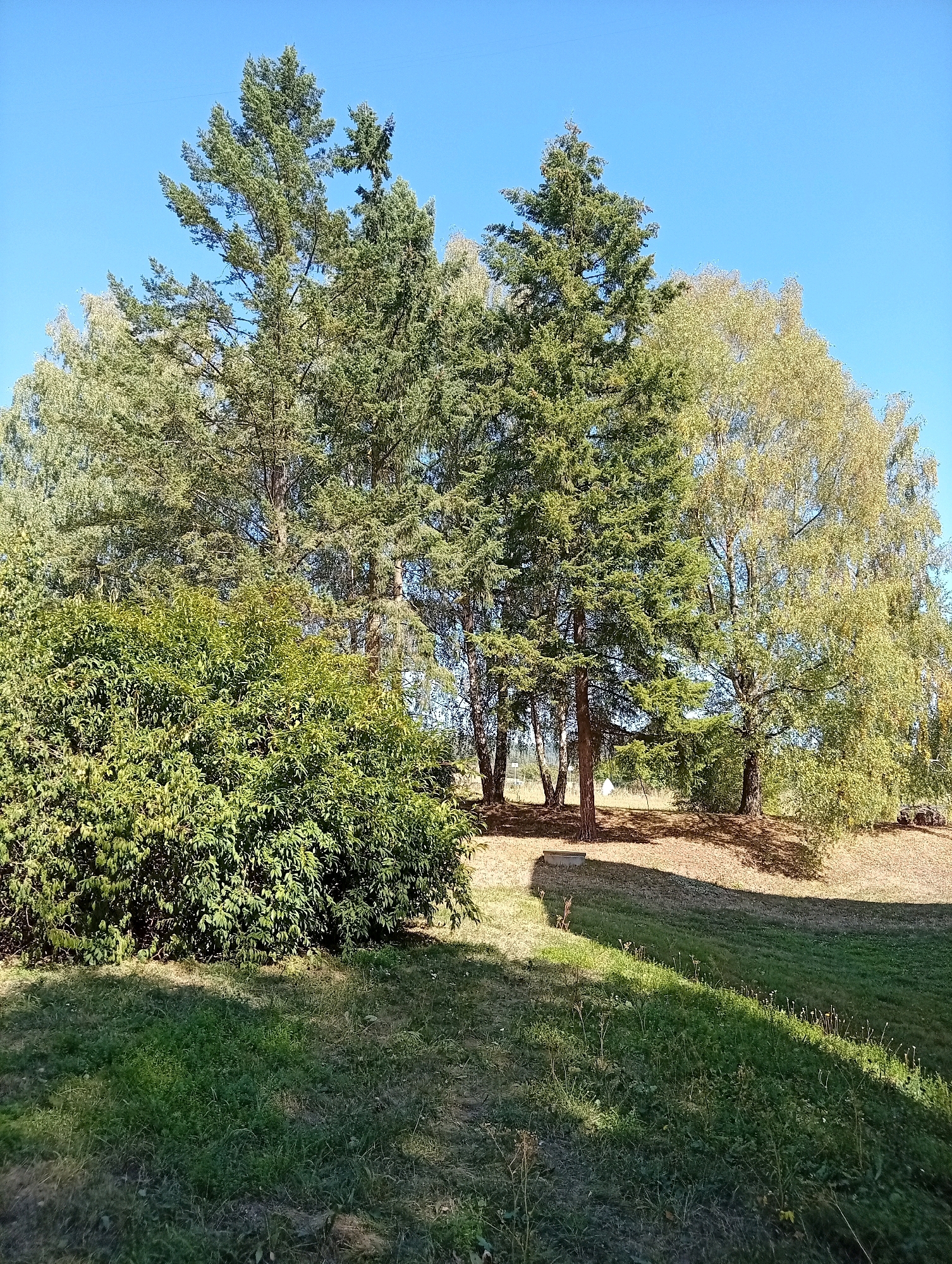 The image depicts a sunlit scene in Tišnov, Czechia, featuring a lush green bush in the foreground on the left, casting a distinct shadow across a grassy slope. Behind the bush, a cluster of trees stands prominently. The trees include several tall, mature evergreens with dense, dark green foliage, and to the right, a deciduous tree with lighter green and yellowing leaves suggests the approaching autumn. The background is dominated by a clear, bright blue sky. The ground is covered in grass, with some dry patches and sparse weeds visible on the slope. A small concrete structure is partially visible near the base of the trees on the left. The overall impression is of a peaceful, natural outdoor setting, likely a park or a garden.