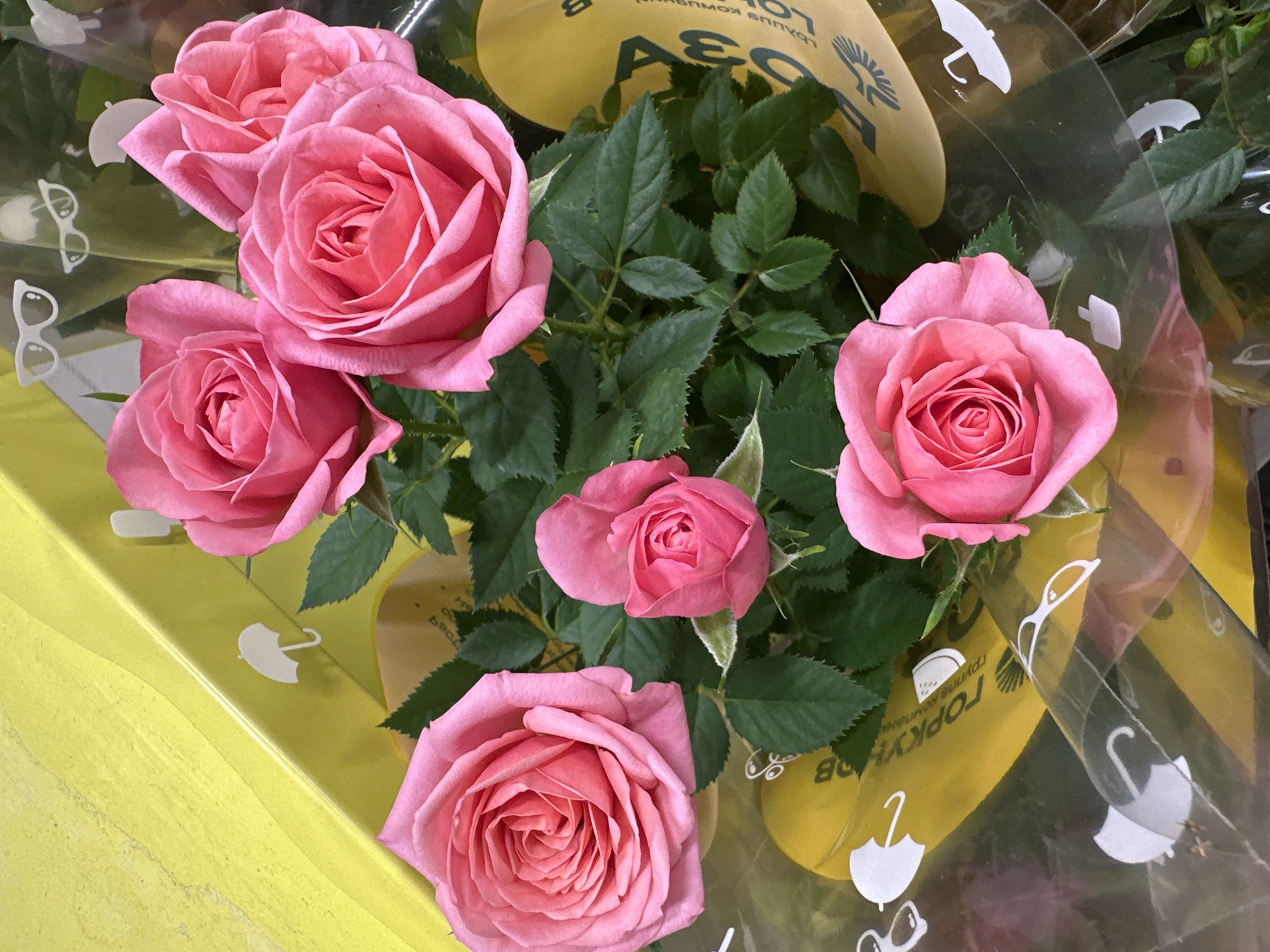 A vibrant close-up shot captures a potted plant featuring several pink roses, showcasing various stages of bloom, from tight buds to fully open blossoms with intricate petal arrangements. The roses display a soft, delicate pink hue, contrasting with the dark green, serrated leaves that surround them.
The plant is contained within transparent plastic wrapping, which is adorned with small, stylized white icons of umbrellas and eyeglasses, hinting at a brand or decorative element. Beneath this clear wrap, a bright yellow base or pot is visible, partially reflecting light.
Prominently displayed on the yellow packaging is Cyrillic text. The words "ГОРКУНОВ" (Gorkunov) and "ЭЛИТНЫЕ РАСТЕНИЯ" (Elite Plants) are discernible, indicating the brand or type of product. The text is partially obscured by the transparent plastic and reflections, and some characters appear mirrored. The presence of Russian text strongly aligns with the provided location context of Omsk, Russia, suggesting this is a commercially packaged plant.
The image is a still life, focusing solely on the beauty of the flowers and their packaging. There is no discernible human activity or specific event taking place, beyond the presentation of the potted plant. The lighting appears even, suggesting an indoor setting, likely a retail environment. The overall impression is one of freshness and aesthetic appeal, possibly a product intended for purchase or as a gift.