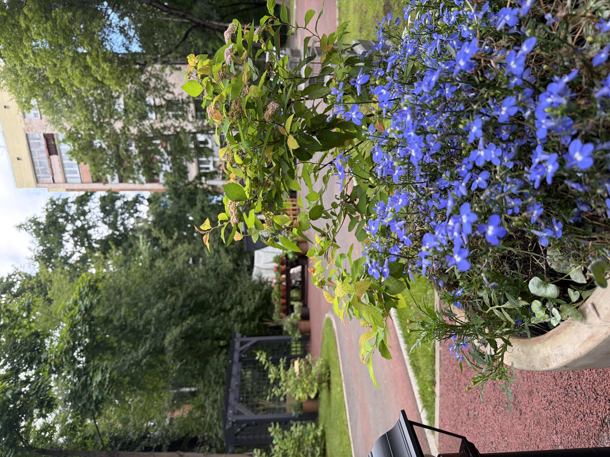 This vertical media file captures a vibrant garden scene in Saint Petersburg, Russia. The foreground is dominated by a large planter overflowing with lush green foliage and a profusion of delicate, small blue flowers. Beside this planter, a bush with lighter green and reddish leaves adds contrast.
In the background, a pathway paved with red material winds through the scene, bordered by manicured green grass. Further back, several trees with dense green canopies provide shade, and a portion of a multi-story building with a light-colored facade and numerous windows is visible. The building appears to be an apartment block. A dark, open-air structure, possibly a gazebo or pergola, with latticework can be seen among the trees.
The image suggests an outdoor setting, likely a park or a residential courtyard, during daylight hours. The weather appears to be overcast, judging by the soft lighting and the diffuse sky. No people or specific activities are evident, but the well-maintained garden implies a tranquil and pleasant environment. There is no visible text in the image.