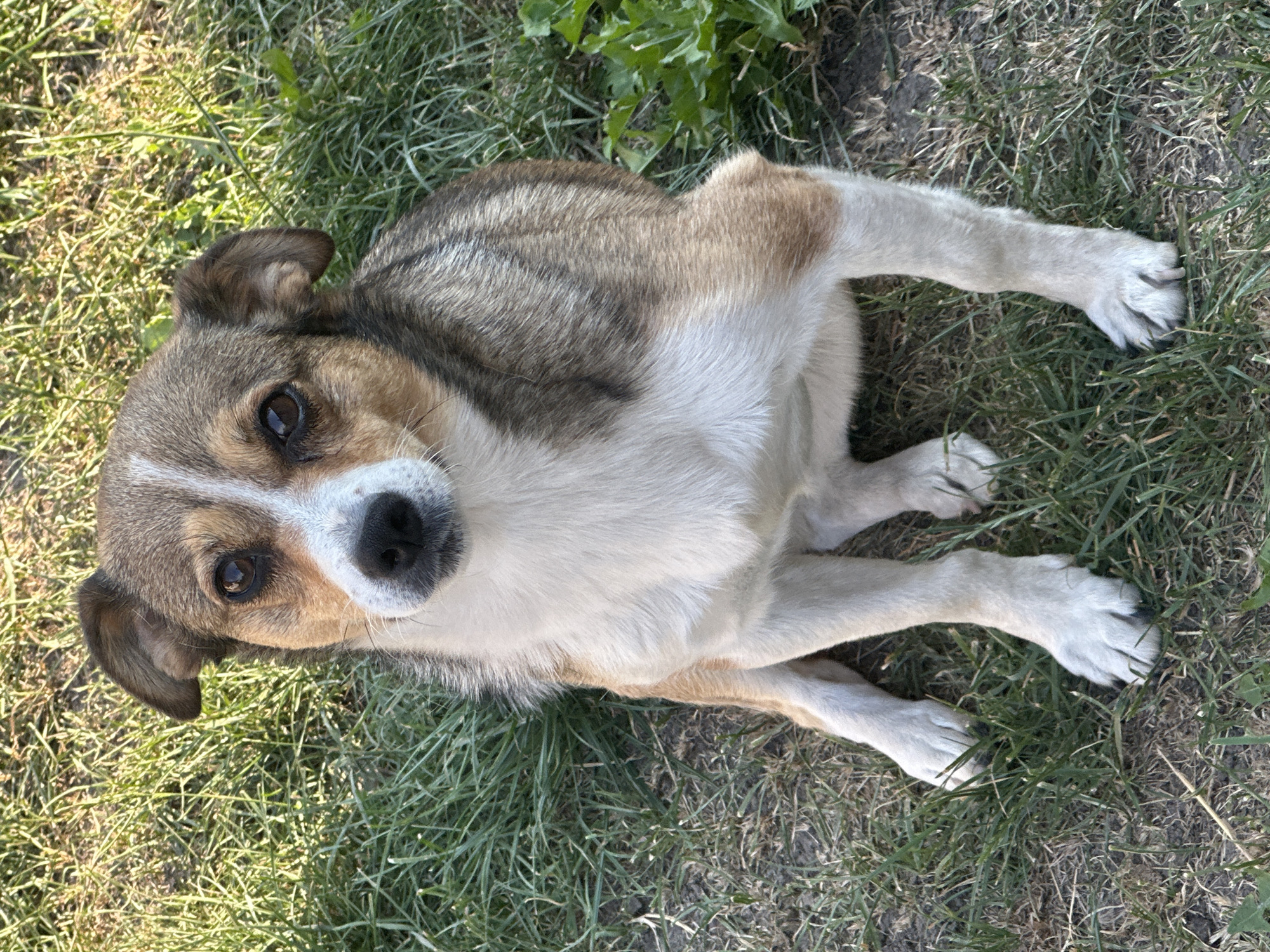 A medium-shot, eye-level, full-body photograph shows a small dog sitting upright in the grass. The dog is facing the camera with its front paws together. It has short, tan, white, and brown fur. The dog has dark brown eyes, a black nose, and floppy ears. The dog is in an outdoor environment, on a sunny day. The grass is green and appears to be mowed. In the background, there are some leafy green plants. The photograph appears to be taken in Makiv, Ukraine.