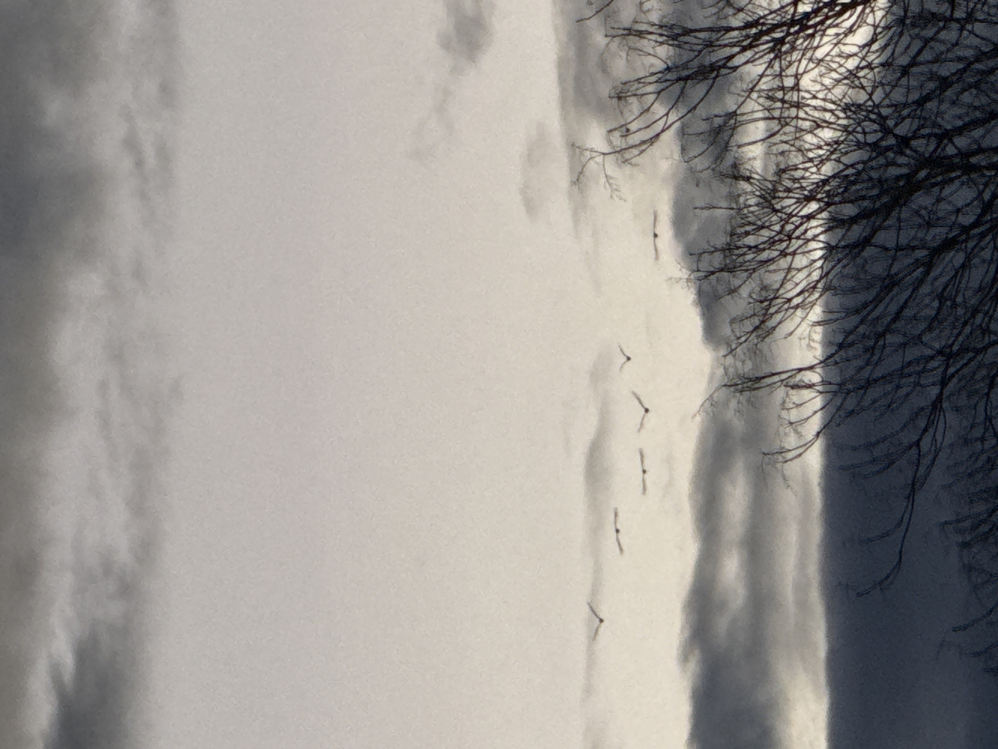The image shows a grayish sky with faint clouds, sparse tree branches in the upper right corner, and a flock of birds flying in a V-formation. The location of this image is unknown.