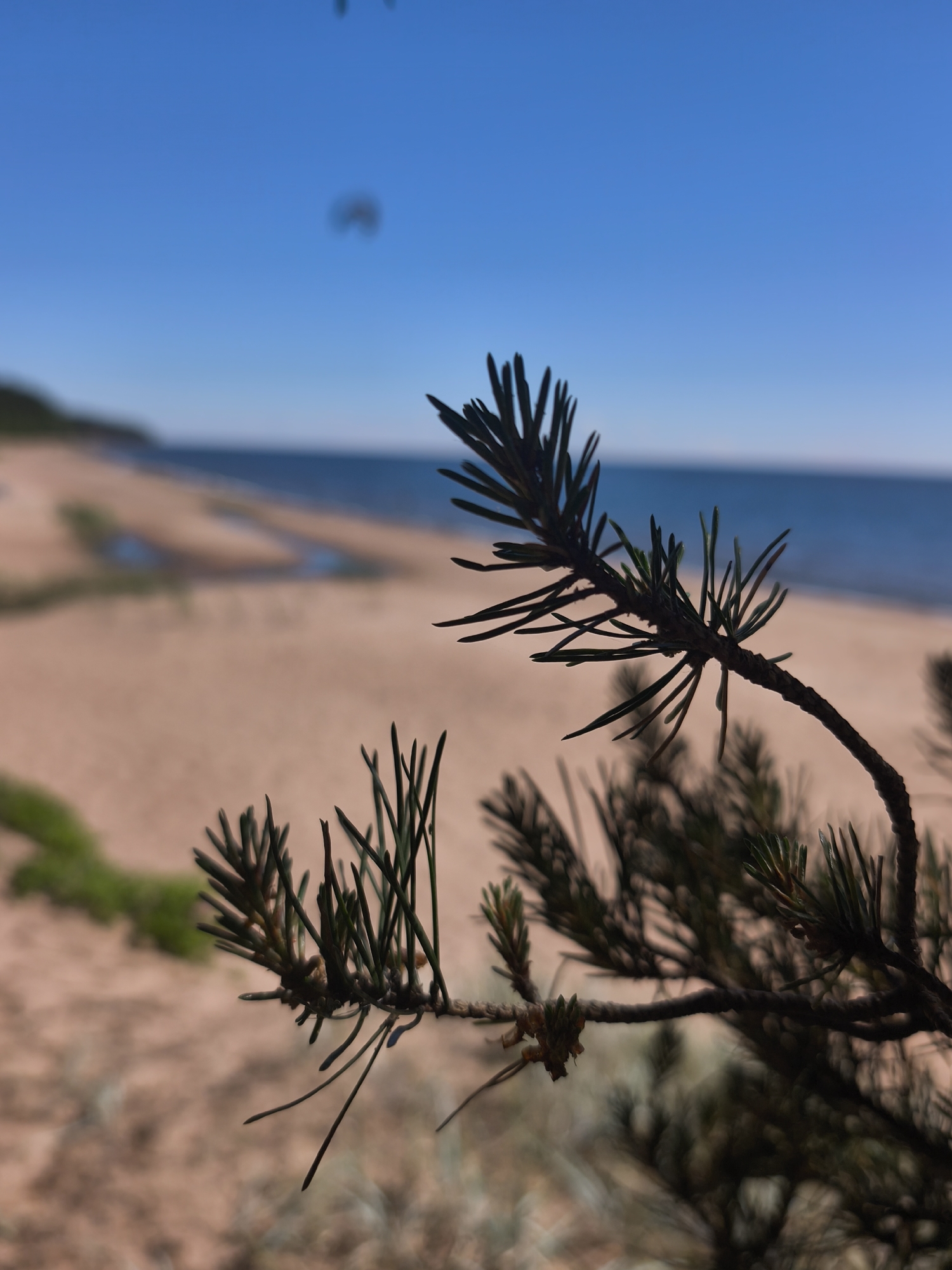 This is a close-up, eye-level shot of a pine branch in silhouette against a blurred background of a sandy beach and the ocean. The pine needles are sharp and detailed, while the beach, water, and sky are out of focus. The sky is a clear, bright blue with a few indistinct dark shapes. The sand is a light brown, and the water is a deep blue. The location is the coast of Zelenaya Roshcha, Russia. There are no people or animals visible in the image.