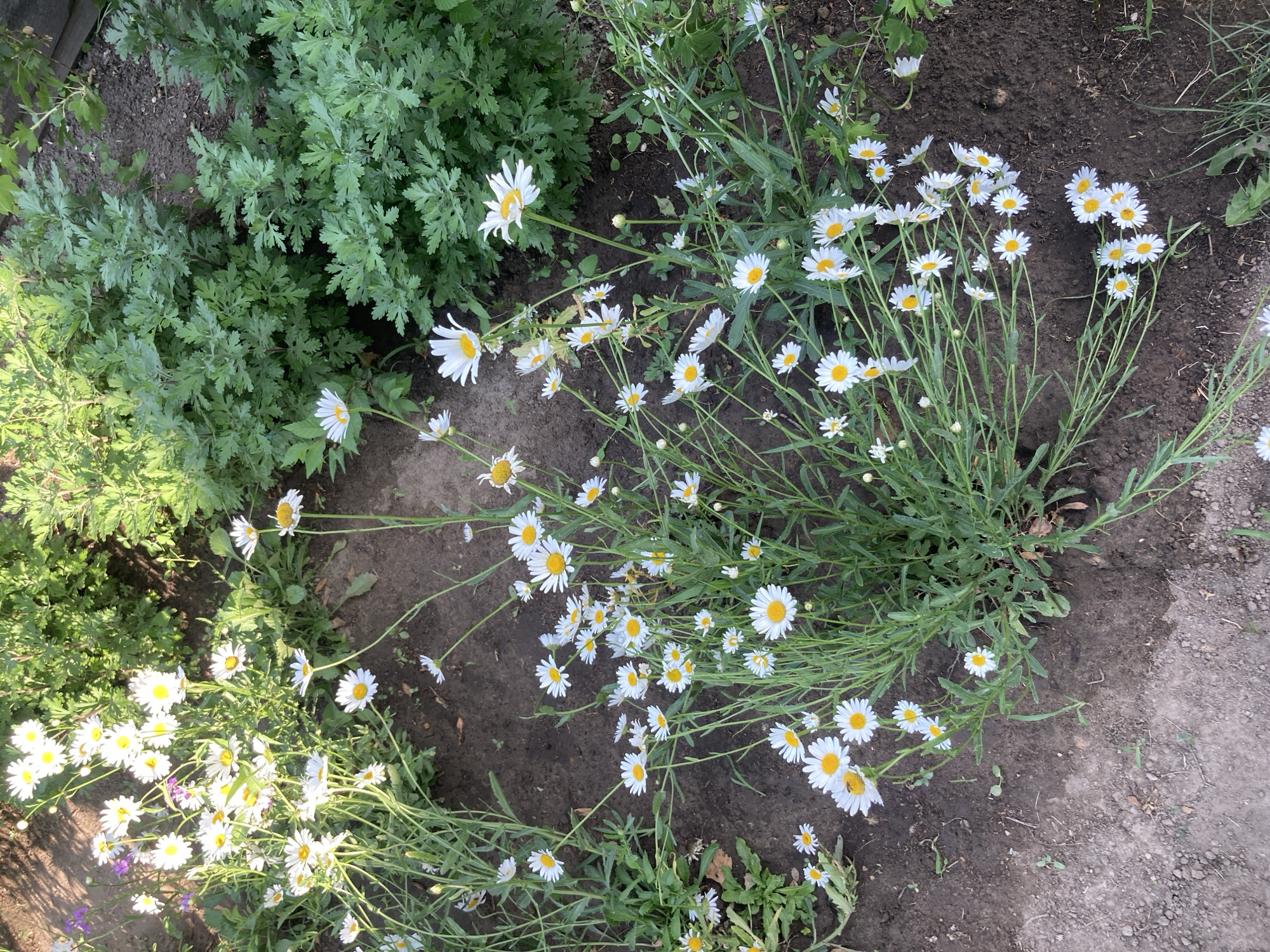 The image depicts a close-up, high-angle view of a garden bed filled with white daisies. The daisies are of various sizes and stages of bloom, with their characteristic white petals and yellow centers. They are growing in dark soil, with some green foliage from surrounding plants visible. In the background, there are larger, darker green bushy plants, possibly shrubs or other types of garden vegetation. The lighting suggests it is daytime, with some dappled sunlight falling on the flowers and soil. The overall impression is one of a natural, outdoor setting within a garden. The location is identified as Rakity, Russia. There are no people or animals visible in the image.