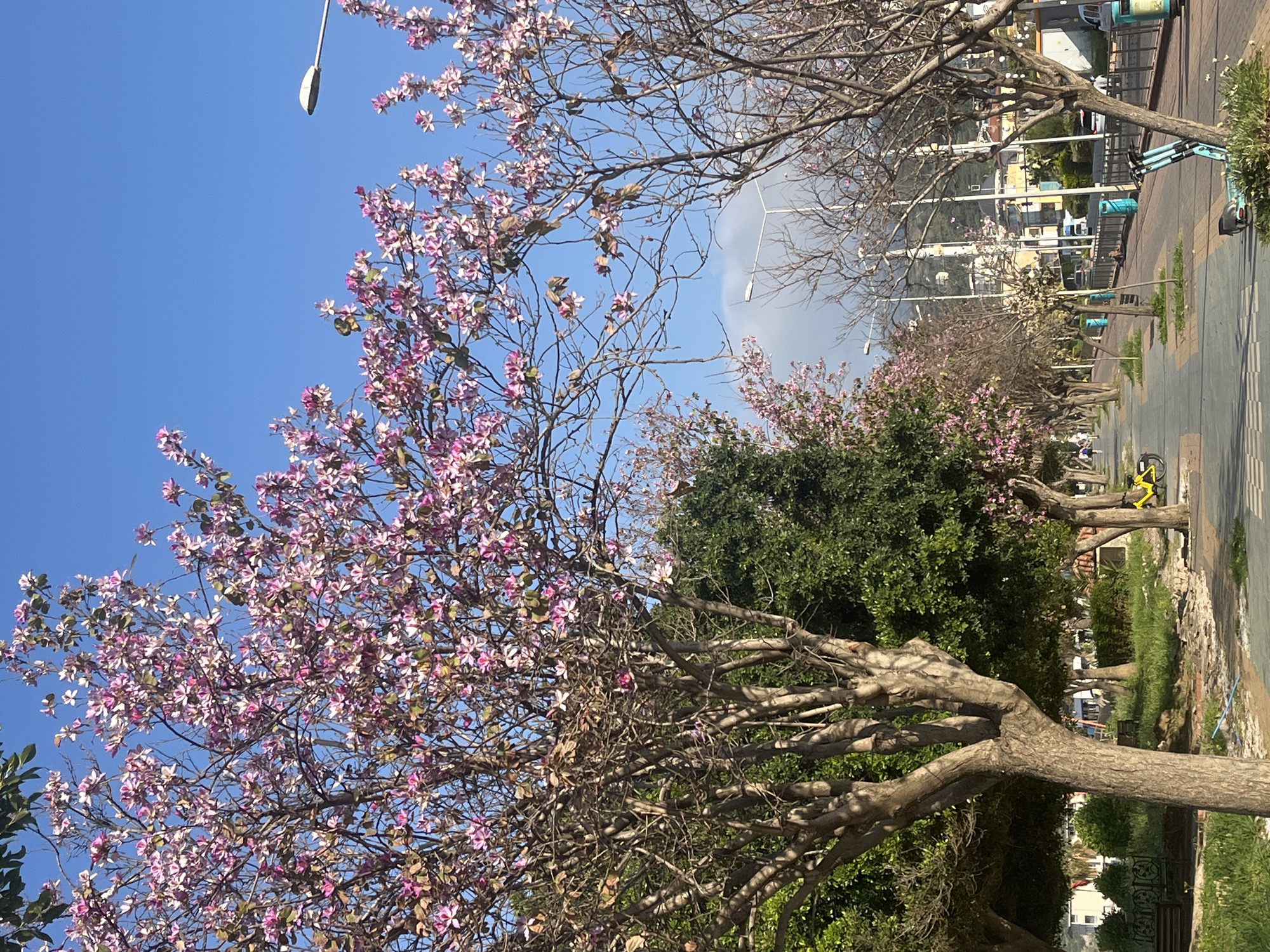 The image captures a street scene in Alanya, Turkey, characterized by flowering trees lining the walkway. The sky is predominantly blue, indicating a clear day.
On the left side of the image, a flowering tree with pink blossoms is prominent, reaching towards the sky. A street light is partially visible in the background, suggesting a public area.
To the right, a paved walkway is visible, indicating a pedestrian or recreational zone. More trees line the walkway, some with blossoms, others still with bare branches. There is a hint of buildings and urban infrastructure in the distance, giving context to the location in Alanya. In the middle ground is a yellow bicycle and a teal scooter.
Overall, the scene suggests a pleasant day in a well-maintained urban park or waterfront area in Alanya.