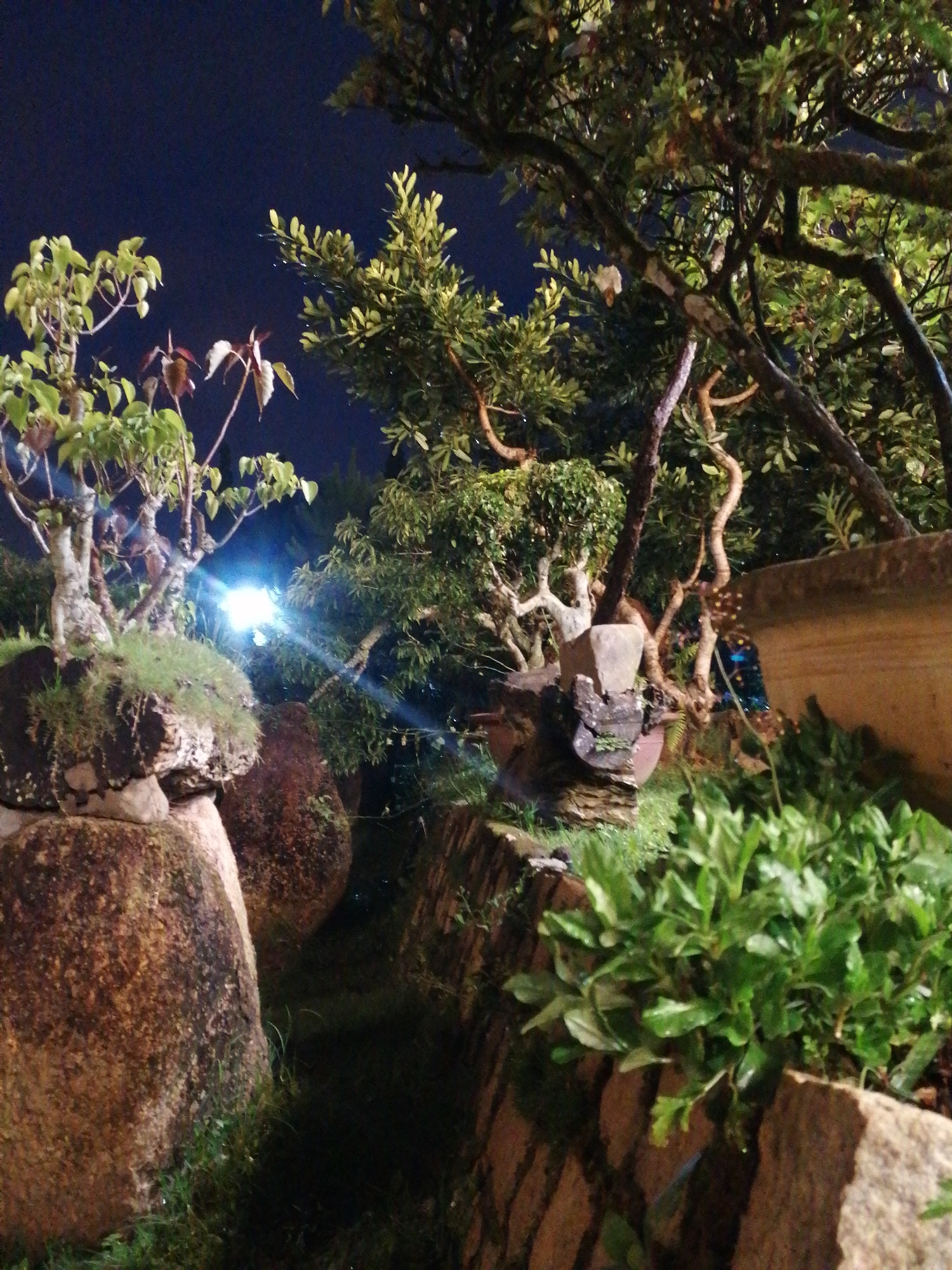The image depicts an outdoor garden at night, possibly in Da Lat, Vietnam, characterized by lush greenery and large rocks. The scene is illuminated by artificial lighting, which creates a slightly hazy and ethereal atmosphere, particularly a bright light source in the mid-ground creating a lens flare effect. Several bonsai trees with intricate branch structures are visible, some potted and others seemingly growing from moss-covered rocks. The foreground features dense green foliage and large, rough-textured rocks. The background shows more trees and what appears to be a wall or structure made of rough-hewn stone. The overall impression is one of a carefully curated, naturalistic garden designed for evening viewing.