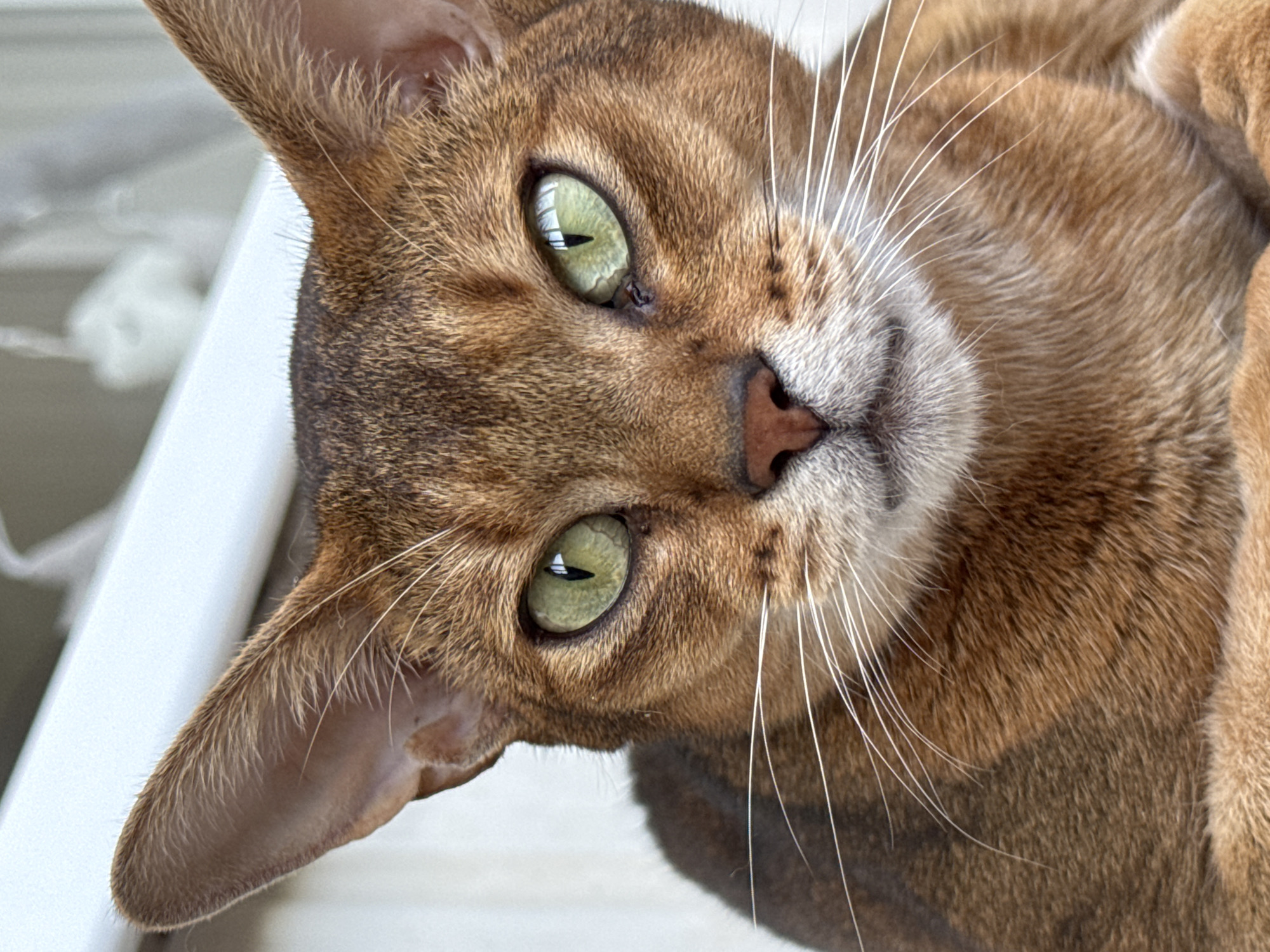 The image is a close-up, head-on portrait of an Abyssinian cat. The cat has large, almond-shaped green eyes with black pupils, prominent pointed ears, a pink nose, and long white whiskers. Its fur is a warm reddish-brown with darker ticking, characteristic of the breed. The background is blurred, appearing to be an indoor setting with a white element, possibly a window frame or a wall, in the upper part of the image. There is no discernible location in the city of Noviy, Russia, as the image provides no contextual clues to support this.