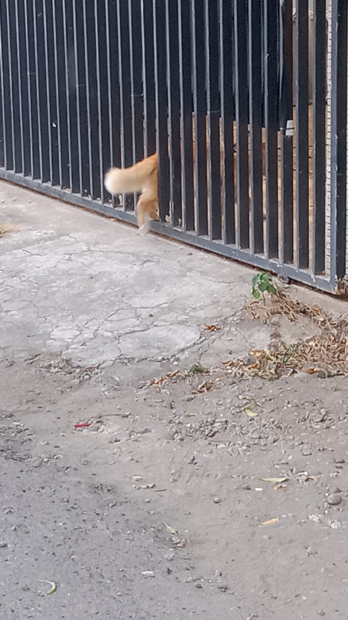 The image captures a light brown dog's tail, fluffy and white-tipped, partially visible through the vertical bars of a black metal fence. The dog appears to be in motion, possibly moving away or trying to squeeze through a gap. The fence is positioned at ground level, with the bottom of the bars resting on a paved surface. The paving is cracked and worn, suggesting an outdoor environment. Debris, including dry leaves and small pebbles, is scattered on the ground around the fence. The background is indistinct, but appears to be a continuation of the paved area and the fence. No other subjects are clearly visible in the frame. The lighting suggests it is daytime. The overall scene is static and lacks any specific urban identifiers that would pinpoint it to Kediri City, Indonesia.