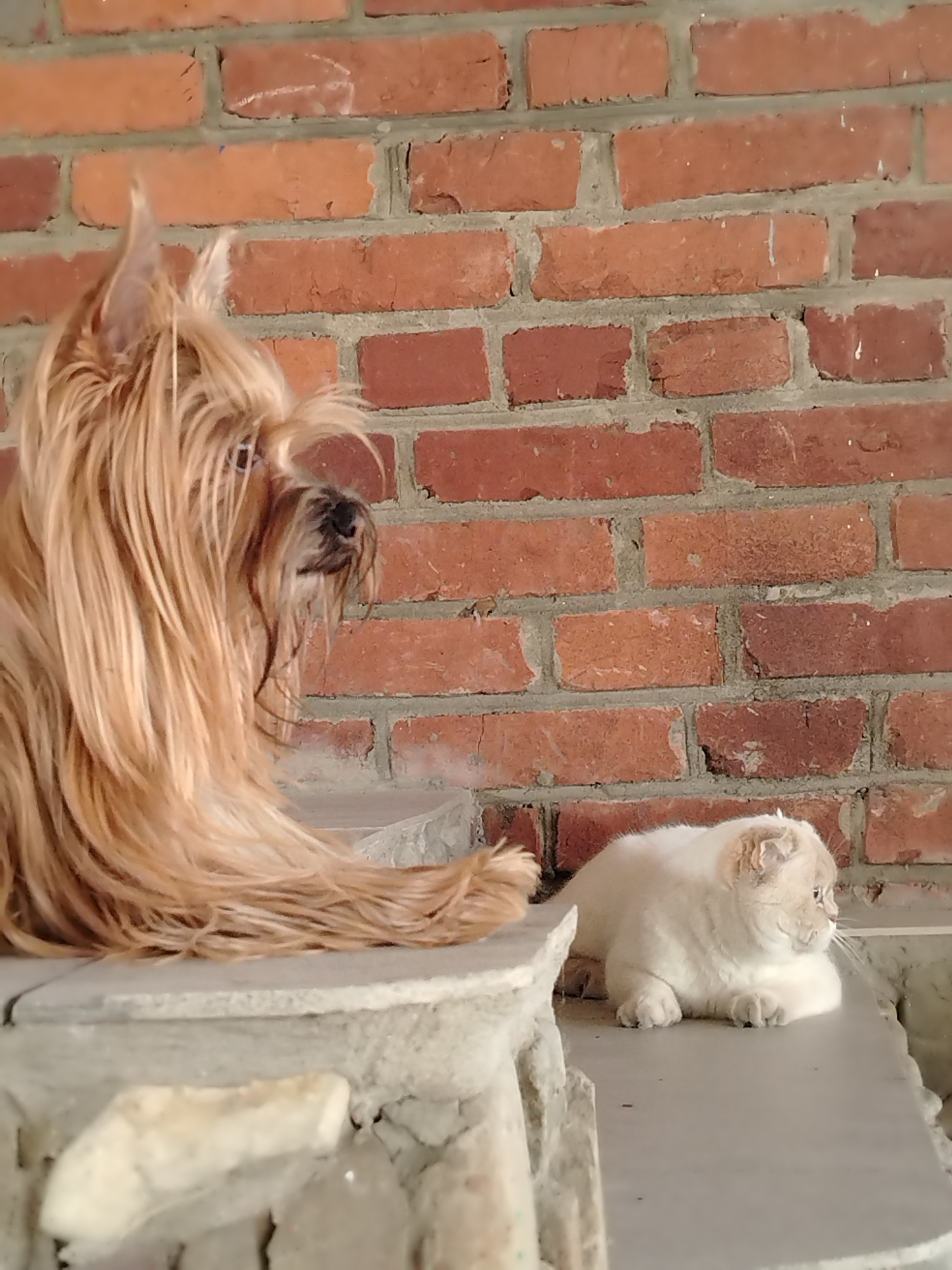 A tan dog with long, shaggy fur sits on a stone ledge, looking to the right. Next to it, a light-colored cat with folded ears lies on the same ledge, also facing right. The background is a red brick wall. The scene appears to be outdoors, possibly in a courtyard or garden. The lighting suggests it is daytime.