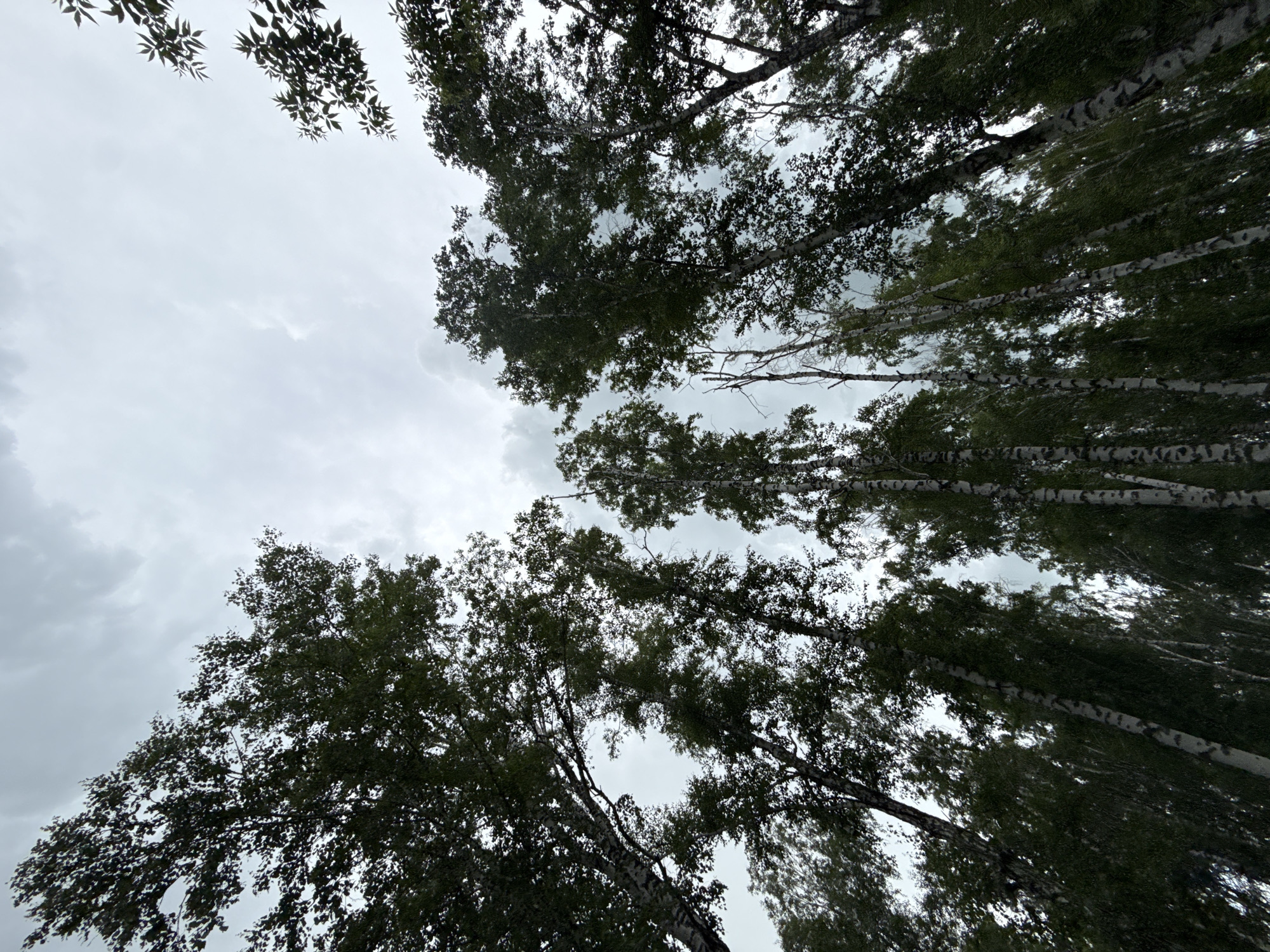 This is a low-angle, full-frame photograph looking up through a dense forest of birch trees towards an overcast sky. The trees are tall and slender with distinctive white bark marked by black horizontal lines. Their leaves are a deep green, creating a canopy that filters the daylight. The sky is a uniform, muted grey, with some darker cloud formations suggesting it may rain or has recently rained. The overall impression is one of a natural, slightly somber woodland environment. The image does not contain any people or specific landmarks to indicate a precise location within the city of Октябрьское, Russia, beyond it being a wooded area.