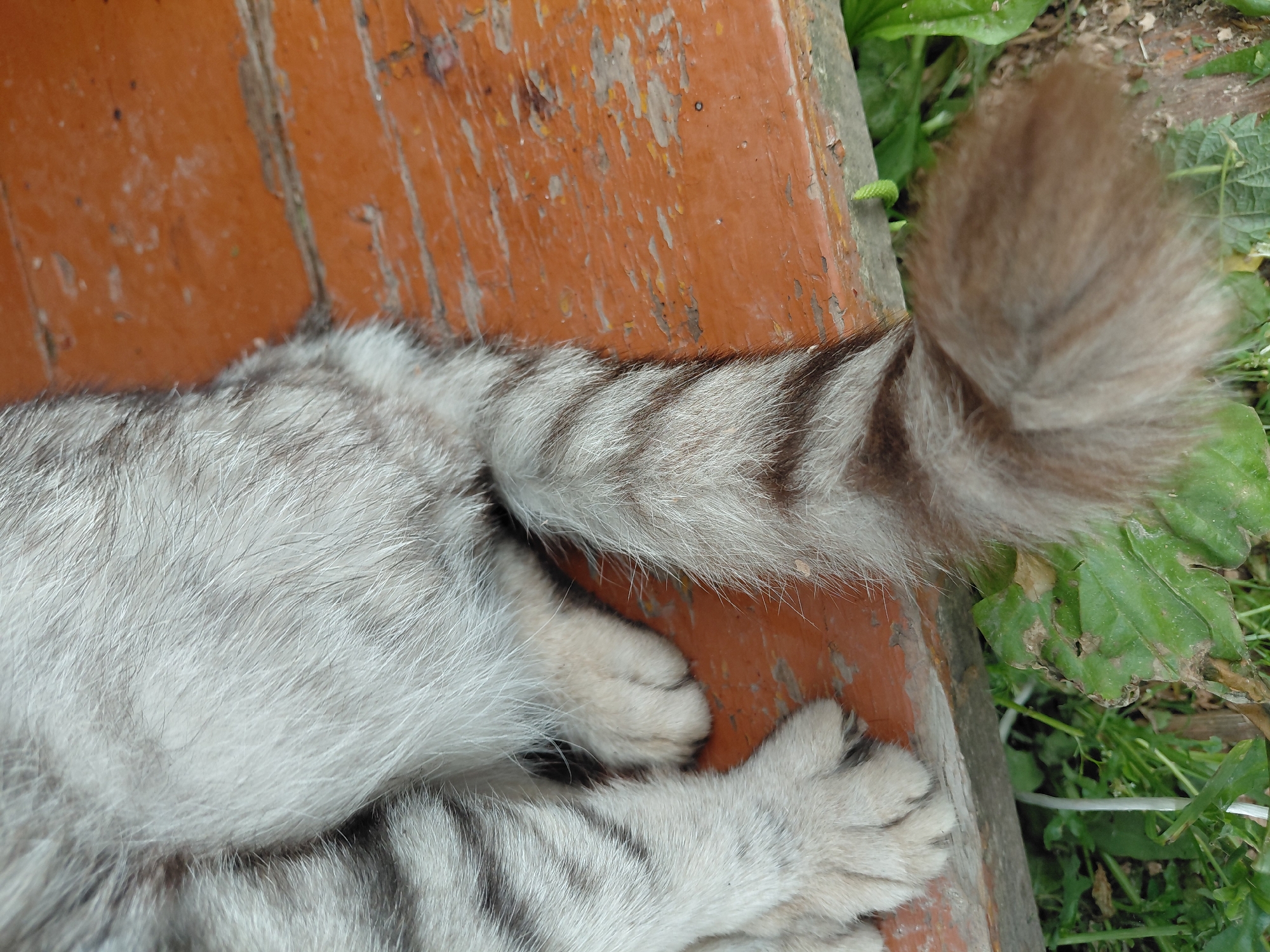 A close-up shot shows the hindquarters and tail of a silver tabby cat resting on a weathered, reddish-brown wooden surface. The cat's fur is a mix of light gray with darker gray tabby markings. Its paws are visible, resting on the wood. To the left and below the wooden surface, green foliage and grass are present, indicating an outdoor setting. The scene is devoid of human presence or interaction. The image was taken in Malinovka, Russia.