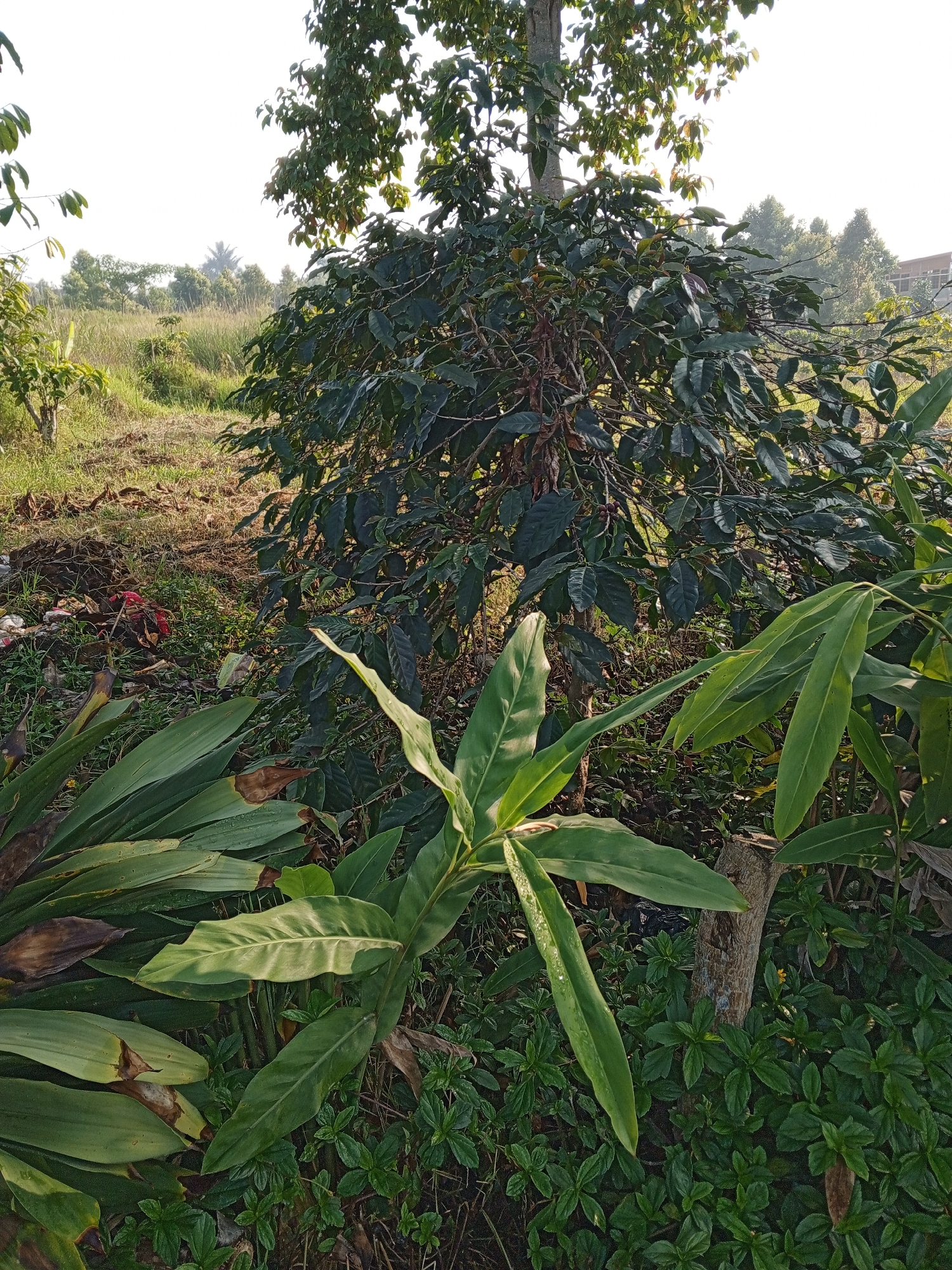 This is a medium-angle, eye-level, outdoor shot of a coffee plant in Bellanneoya, Sri Lanka. The coffee plant is in the center of the frame, with its dark green leaves and branches filling the middle section. In the foreground, large, glossy green leaves of another plant spread out across the bottom of the image. Behind the coffee plant, the background shows a field of tall grass and some trees, with a building visible in the distance to the right. The lighting suggests it is daytime, with sunlight filtering through the leaves. There are no people or animals present in the image. The scene appears to be a rural or agricultural setting.