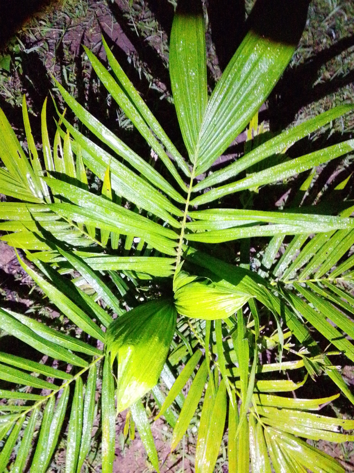 This is a close-up, top-down shot of a lush green palm plant. The leaves are long and slender, with prominent veins running down their length. Many of the leaves are covered in small, sparkling droplets, suggesting they are wet, possibly from rain or dew. The fronds are spread out, creating a layered effect with some leaves overlapping others. The background consists of dark soil and some sparse, dry grass or debris, with shadowy patches cast across the scene, indicating it might be nighttime or a shaded area. The overall impression is one of vibrant, wet foliage.