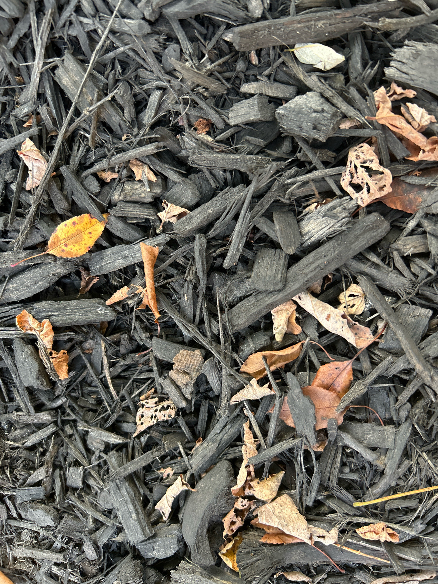 The image shows a close-up, top-down view of black mulch interspersed with several dry, fallen leaves in varying shades of brown and yellow. The mulch consists of irregularly shaped wood chips and some finer particles. The leaves exhibit signs of decay, with some showing holes and tattered edges. The scene appears to be an outdoor ground cover, likely in a garden or park setting. There are no people or animals visible in the image, and no actions or interactions are depicted. The environment is consistent with a natural ground surface. The location is identified as Robinson Township, United States of America.