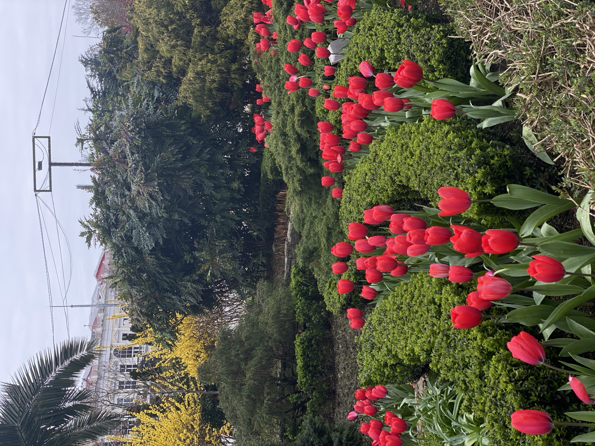 The image depicts a well-maintained public park or garden in Sochi, Russia, under an overcast sky. In the foreground and midground, numerous vibrant red tulips are in full bloom, arranged in dense clusters within beds of tightly trimmed green shrubs, likely boxwood. Some areas of ground cover consist of dry leaves and twigs. The terrain gently slopes upwards toward the background.
To the left in the upper midground, a large palm frond is visible, indicative of a subtropical climate. Further back on the left, trees with abundant bright yellow blossoms, consistent with Forsythia, are interspersed among other dark green foliage. In the upper left background, partially obscured by vegetation, stands a multi-story building featuring a classical architectural style with a light-colored facade, multiple windows including arched designs, and a reddish-orange roof. In the upper center, against the grey sky, a utility pole supports a rectangular frame holding electrical wires. No individuals or specific actions are visible within the frame.
