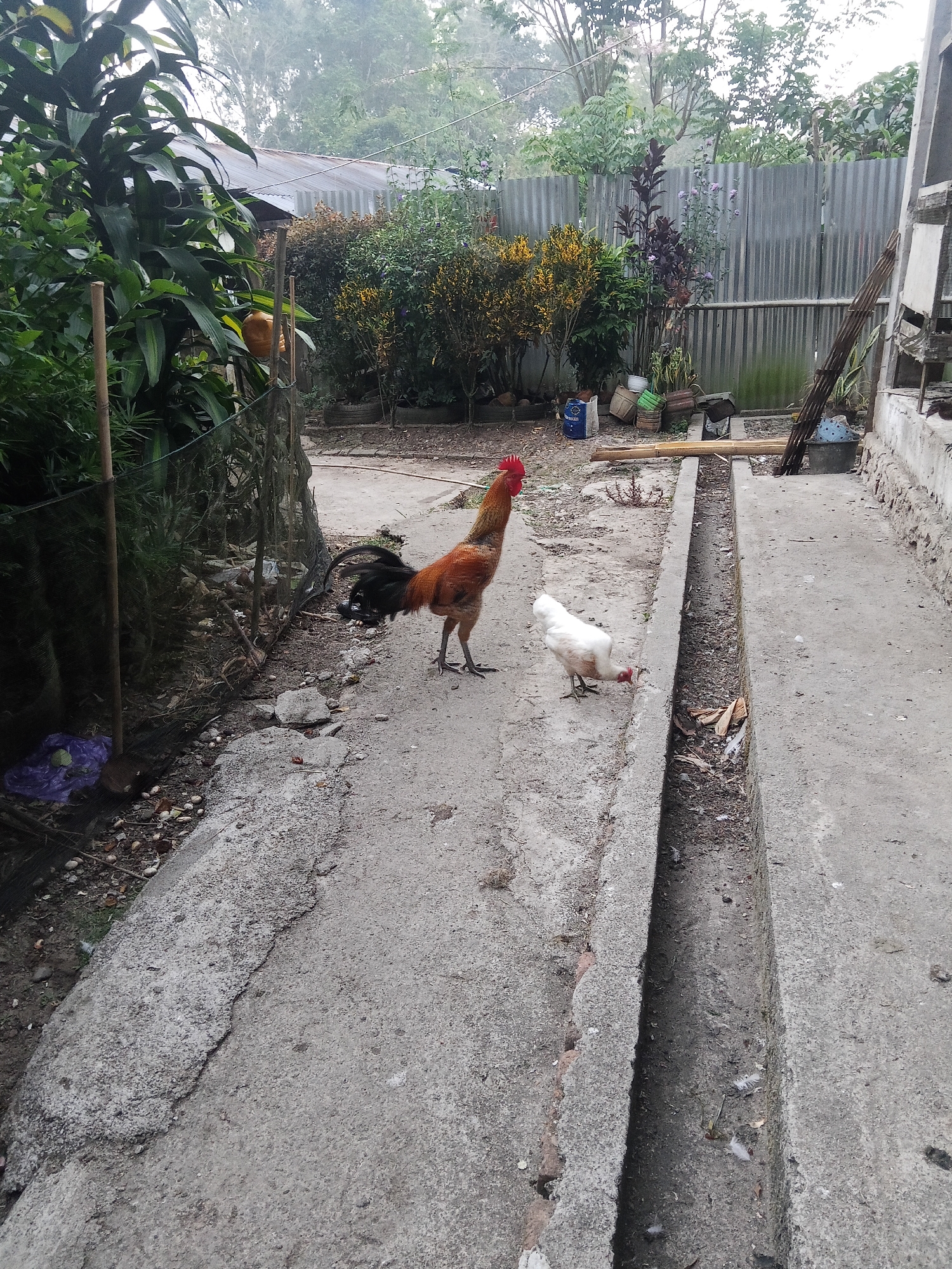 The image depicts an outdoor scene in Makale, Indonesia. A rooster with orange and black feathers stands on a concrete path, facing left. A white hen is located to the right of the rooster, facing downwards and pecking at something on the ground. Behind the hen is a concrete drainage ditch. The area is lined with concrete structures and various plants. A corrugated metal fence is visible in the background, along with trees and other foliage. The ground is a mixture of concrete and dirt.