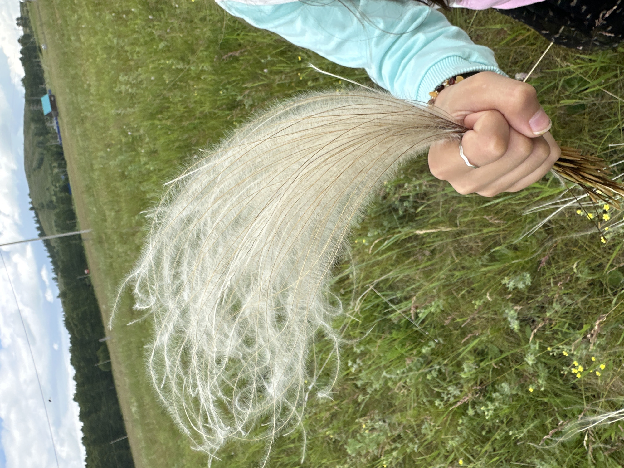 In Urazovo, Russia, a close-up shot captures a person's hand holding a large, fluffy seed head of a plant, possibly feather grass. The seed head, with its delicate white filaments, is the primary subject and dominates the foreground. The person is wearing a light blue jacket, a silver ring on their index finger, and a beaded bracelet on their wrist. The background consists of a vast, green meadow under a cloudy sky, with a line of trees and a small blue-roofed building visible on a distant hill. The overall scene suggests an outdoor natural setting in a rural area.