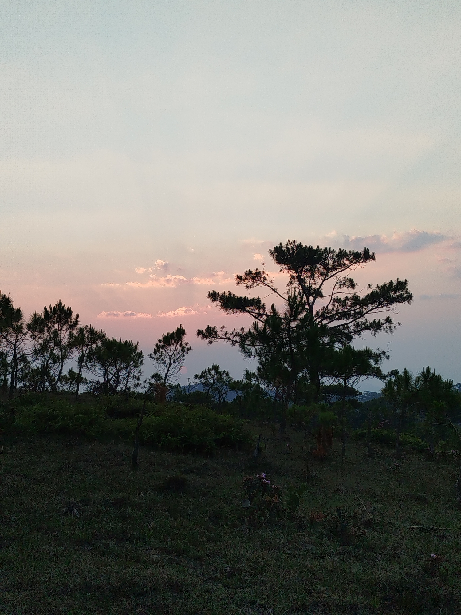 The image depicts a landscape in Lạc Dương, Vietnam, at twilight or dawn. The foreground shows a grassy field with scattered vegetation, including low-lying shrubs and small trees. Several pine trees are silhouetted against the sky, with one larger, more prominent tree on the right side of the frame. The sky is a mix of light blue, white, and pink hues, indicating a sunrise or sunset. Clouds are present near the horizon, partially obscured by the trees. The overall scene suggests a natural, undeveloped area within Lạc Dương, Vietnam.