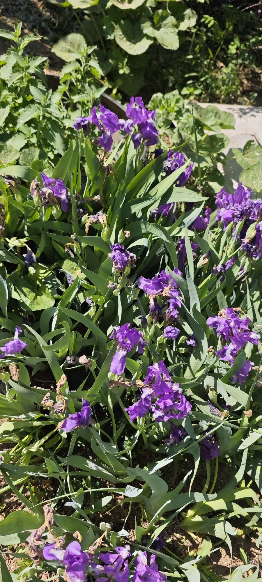 The image shows a cluster of purple iris flowers in a garden. Many of the flowers are past their prime and have wilted. The location is in Chaikovsky, Russia. The foreground shows a flowerbed containing purple irises with green leaves. A few of the irises are in bloom, but many have dried out and turned brown. The background is blurred, showing some greenery. The environment is sunny.
