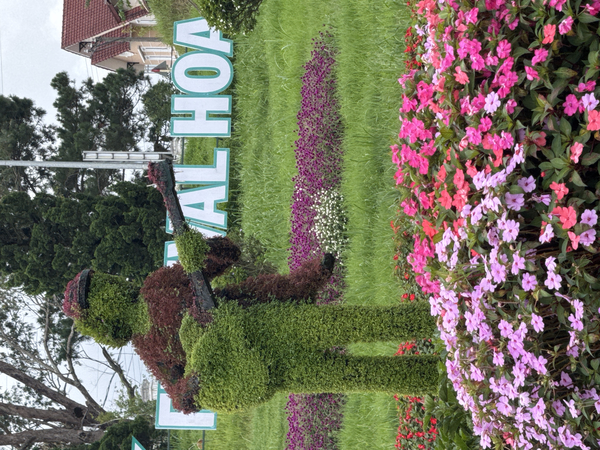 A topiary sculpture of a person playing a guitar stands prominently in front of a sign that reads "AL HOA" in large, light blue letters with a white border. The topiary figure is meticulously shaped from green foliage for the body and legs, and a reddish-brown foliage for the upper torso and a cap. The guitar is depicted as a dark, elongated object held by the figure. The background features lush green grass, interspersed with vibrant flowerbeds of purple, pink, and white blossoms. Behind the flowerbeds, a building with a red tiled roof is visible, along with tall trees and a cloudy sky. This scene is located in Da Lat, Vietnam, likely at a tourist attraction or public garden given the prominent signage and decorative topiary. The overall impression is one of a festive and floral display.