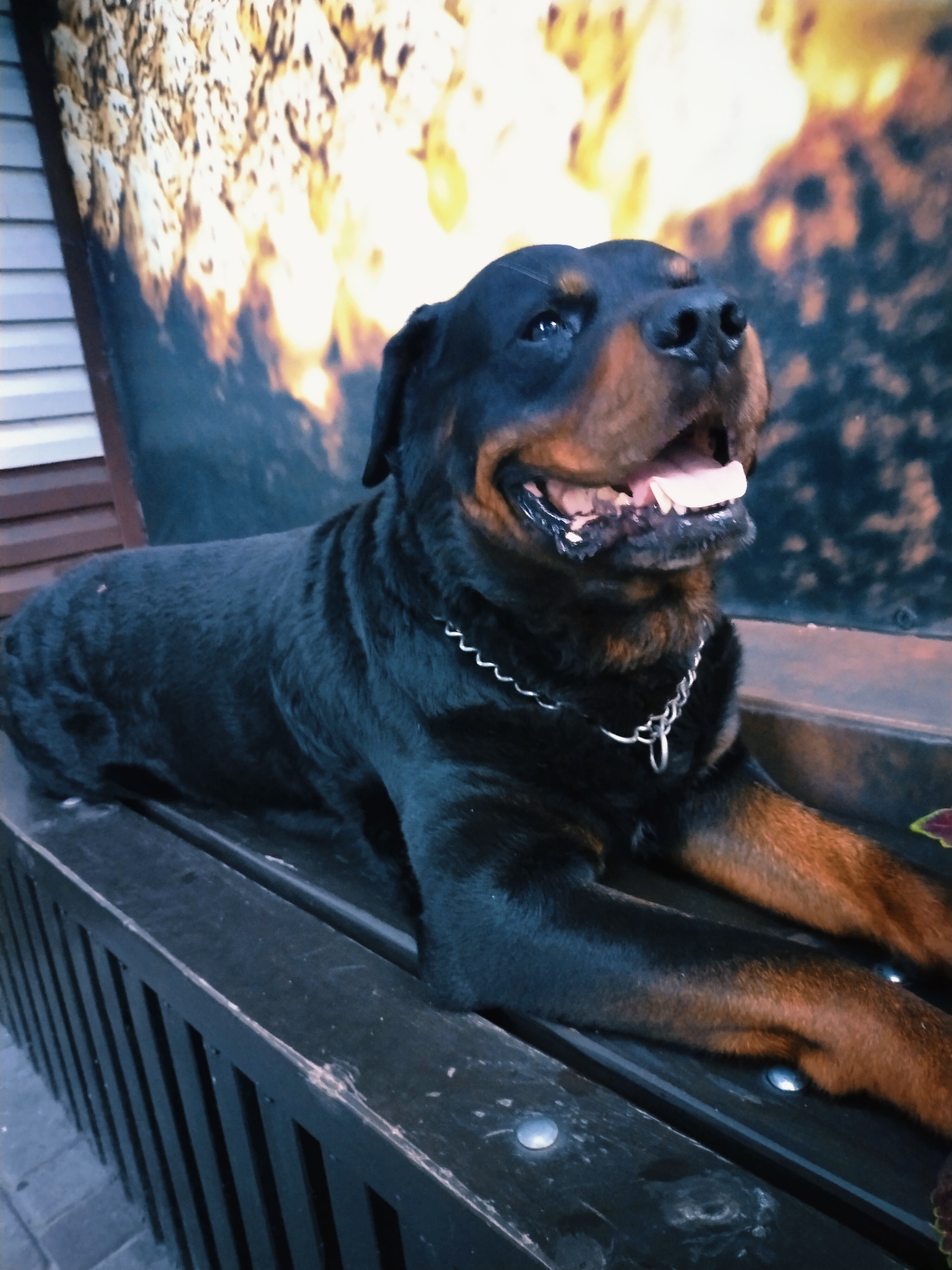 A Rottweiler dog lies on a dark wooden bench, its mouth open and tongue visible. The dog is black with tan markings on its face and legs, and it wears a silver chain collar. Behind the dog is a mural or backdrop featuring abstract patterns of yellow, orange, and blue, resembling fire or abstract art. To the left of the mural, a section of a building with horizontal siding is visible. The bench appears to be outdoors, with a paved area visible in the foreground. The image was taken in the city of Horishni Plavni, Ukraine.