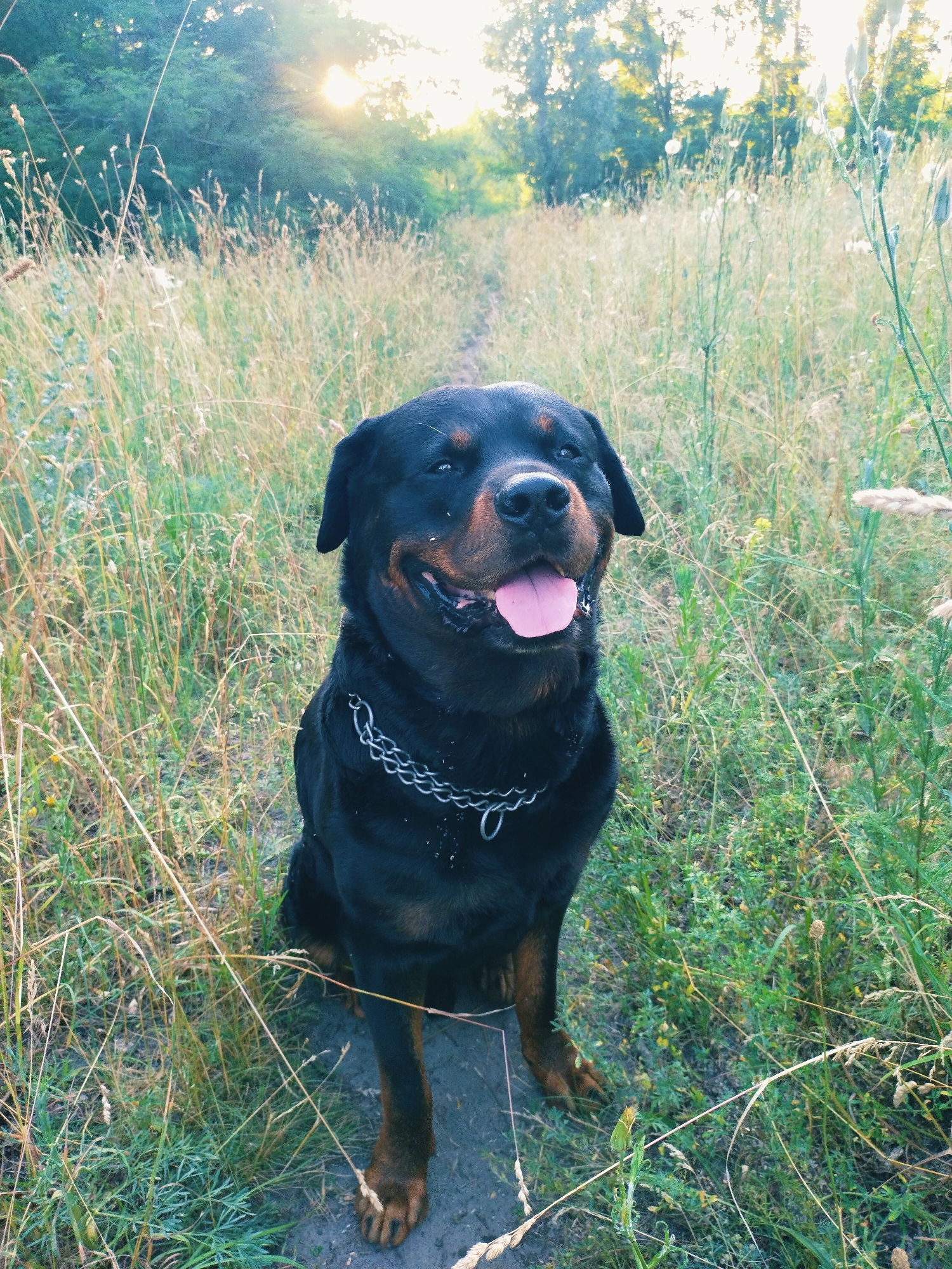 A Rottweiler dog sits in a grassy field, facing the camera with its tongue out and a happy expression. The dog has a black coat with tan markings on its face and legs, and is wearing a silver chain collar. The setting is a natural outdoor environment with tall grass and wildflowers. In the background, trees are visible, and the sun is setting, casting a warm glow over the scene. The lighting suggests it is late afternoon or early evening. The overall mood is peaceful and joyful. There is no visible text in the image.