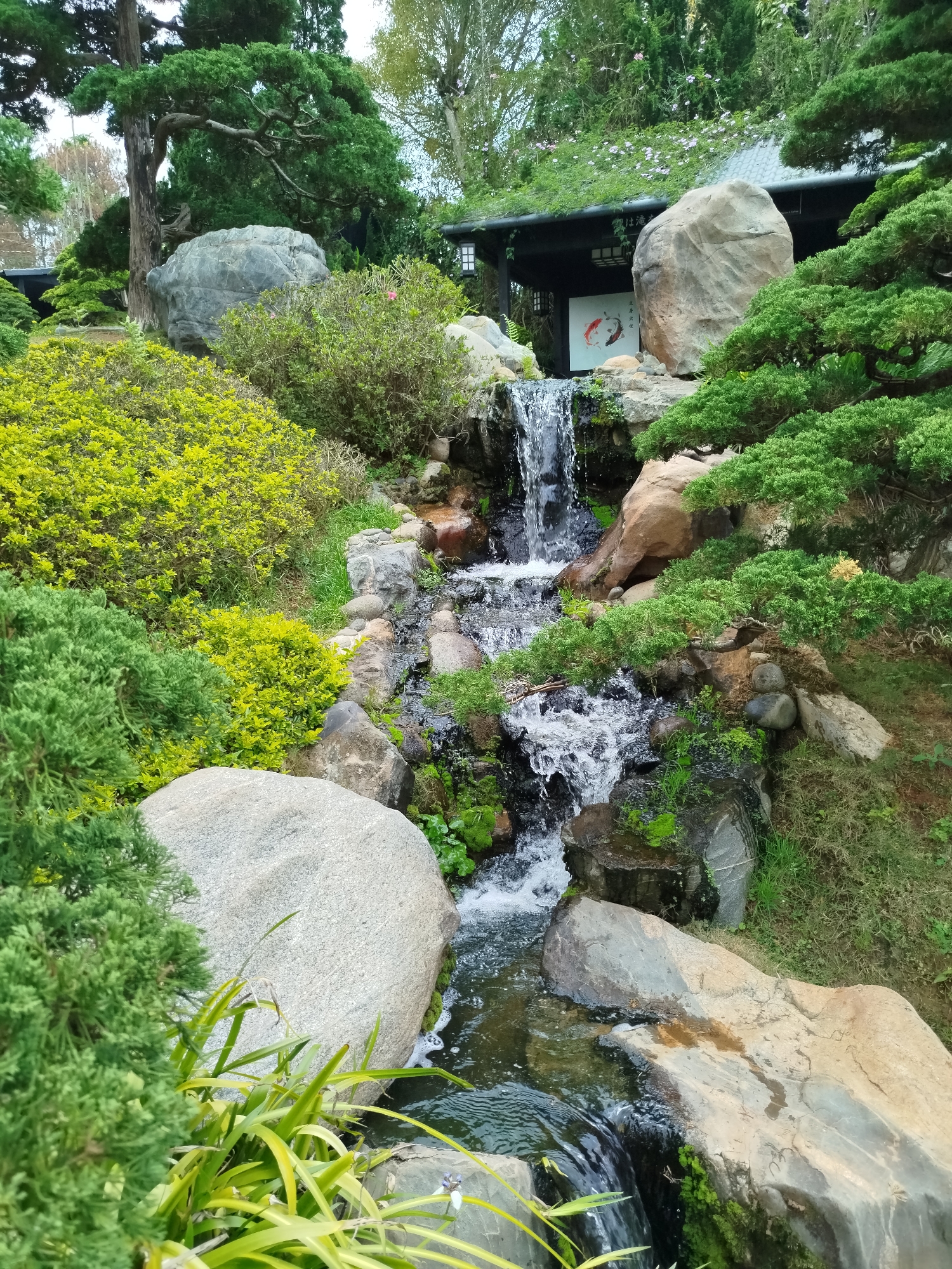 The image depicts a serene landscape in what appears to be a carefully curated garden. A multi-tiered waterfall cascades over a rocky incline, surrounded by lush greenery. The water flows into a small stream at the bottom. Various plants, including evergreens and broadleaf shrubs with vibrant green and yellow foliage, create a dense tapestry around the water features. Large, grey boulders are strategically placed throughout the scene, adding to the naturalistic aesthetic. In the background, a traditional East Asian-style building with a dark roof and visible lanterns can be seen, partially obscured by the surrounding trees and rocks. A sign featuring koi fish is visible on the building. The image suggests a location within a botanical garden or a meticulously landscaped area. The location is Cam Ly - Đà Lạt, Vietnam.