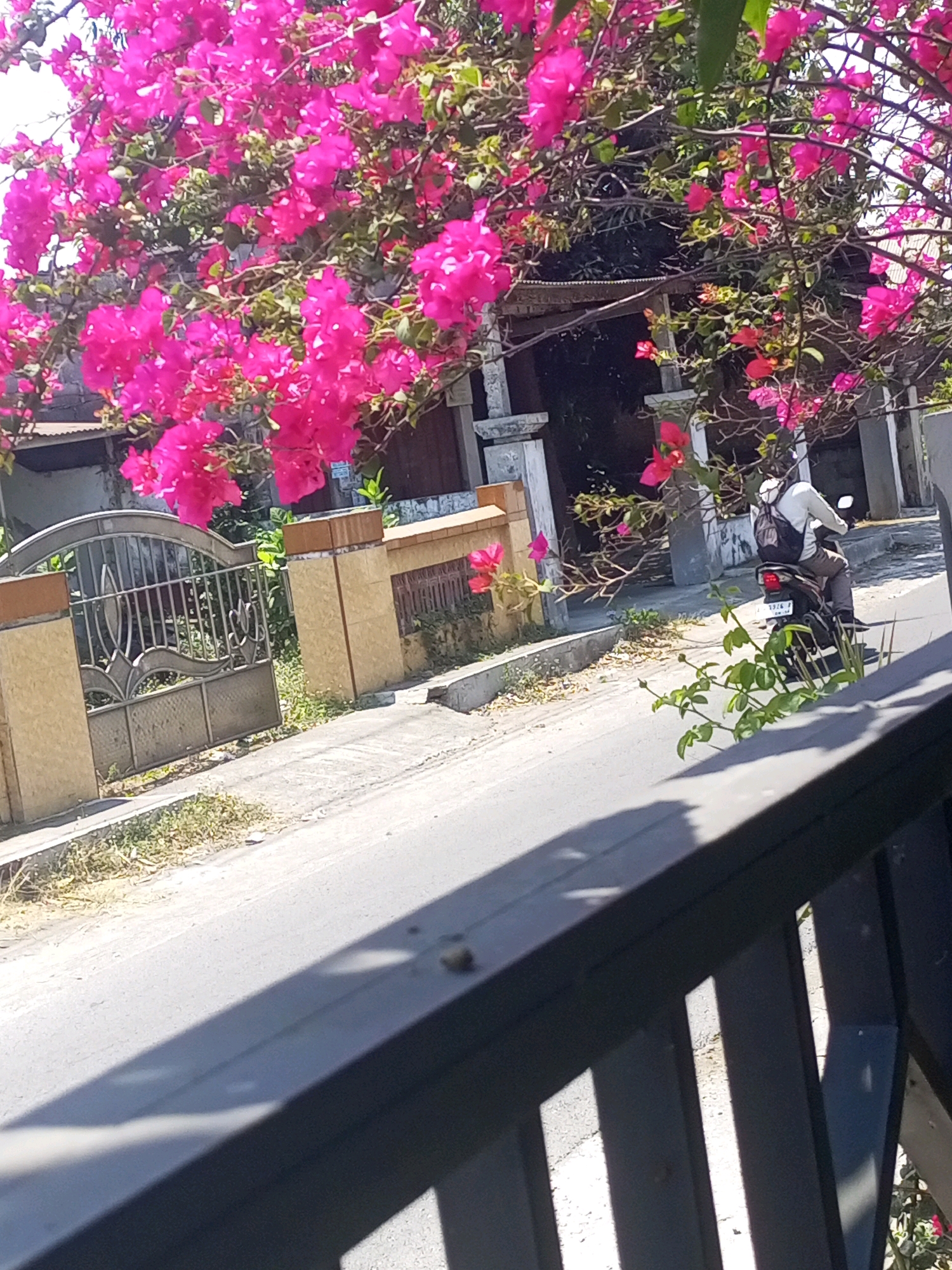 In Ngasem, Indonesia, on a sunny day, a person is riding a motorcycle on a paved road. The rider, seen from behind, is wearing a light-colored long-sleeved shirt, dark pants, and a backpack. The motorcycle, a dark color, has a license plate with text that is difficult to read. The road is lined with a sidewalk and vegetation. In the foreground, a dark, slatted structure partially obscures the view. Behind the road, a metal gate with decorative elements stands in front of a building with a corrugated metal roof. A large bougainvillea plant with bright pink flowers is prominently displayed, arching over the scene and casting shadows. The architecture suggests a residential or commercial area in a tropical climate.