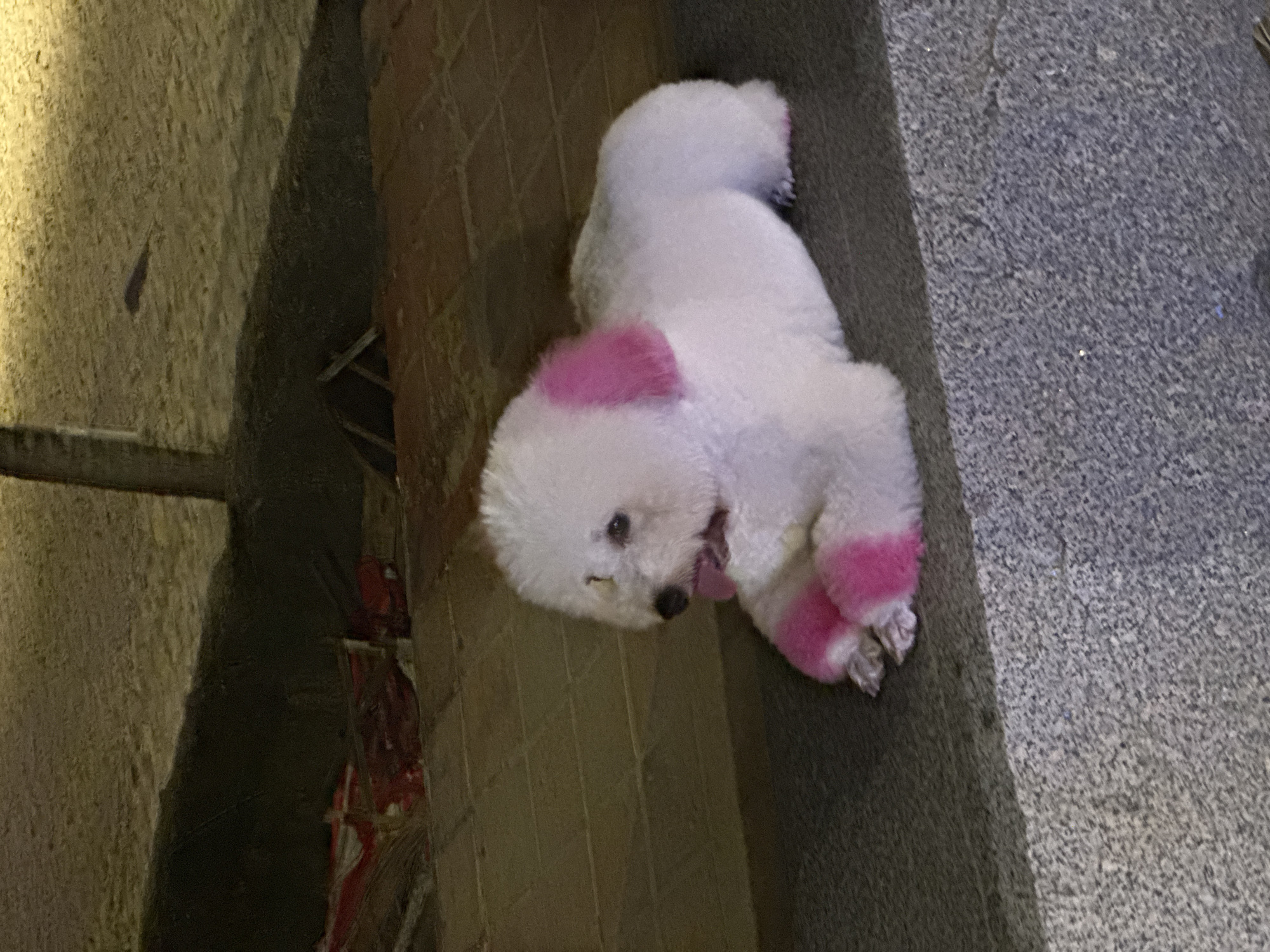 A white Bichon Frise dog is lying on a stone ledge or step, partially in shadow. The dog has pink dye on its paws and one spot on its back. The ledge is next to a wall of vertical boards or panels. There is a dark, recessed area to the left of the wall. The location is indeterminable.