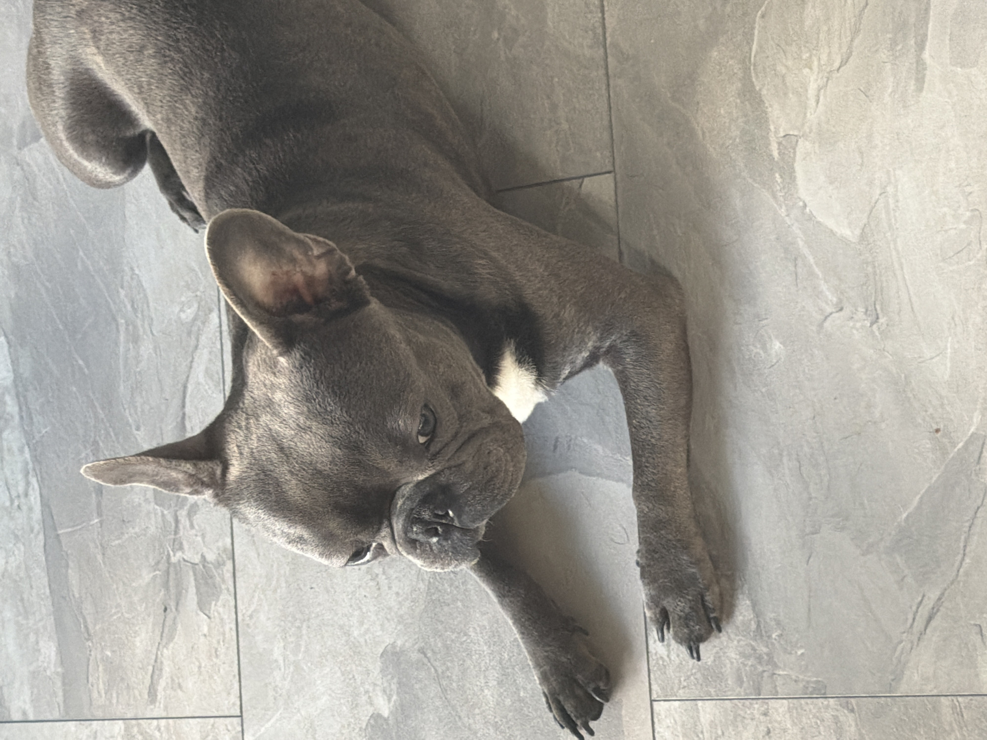 A grey French bulldog is lying on a tiled floor. The dog is facing to the left, with its head turned towards the viewer. Its front paws are extended forward. The floor is made of large, rectangular grey tiles with a stone-like texture. There are no people or other objects visible in the image. The lighting suggests it is daytime, with sunlight casting shadows on the floor. The image does not contain information that allows for determining its location in Ruse, Bulgaria.