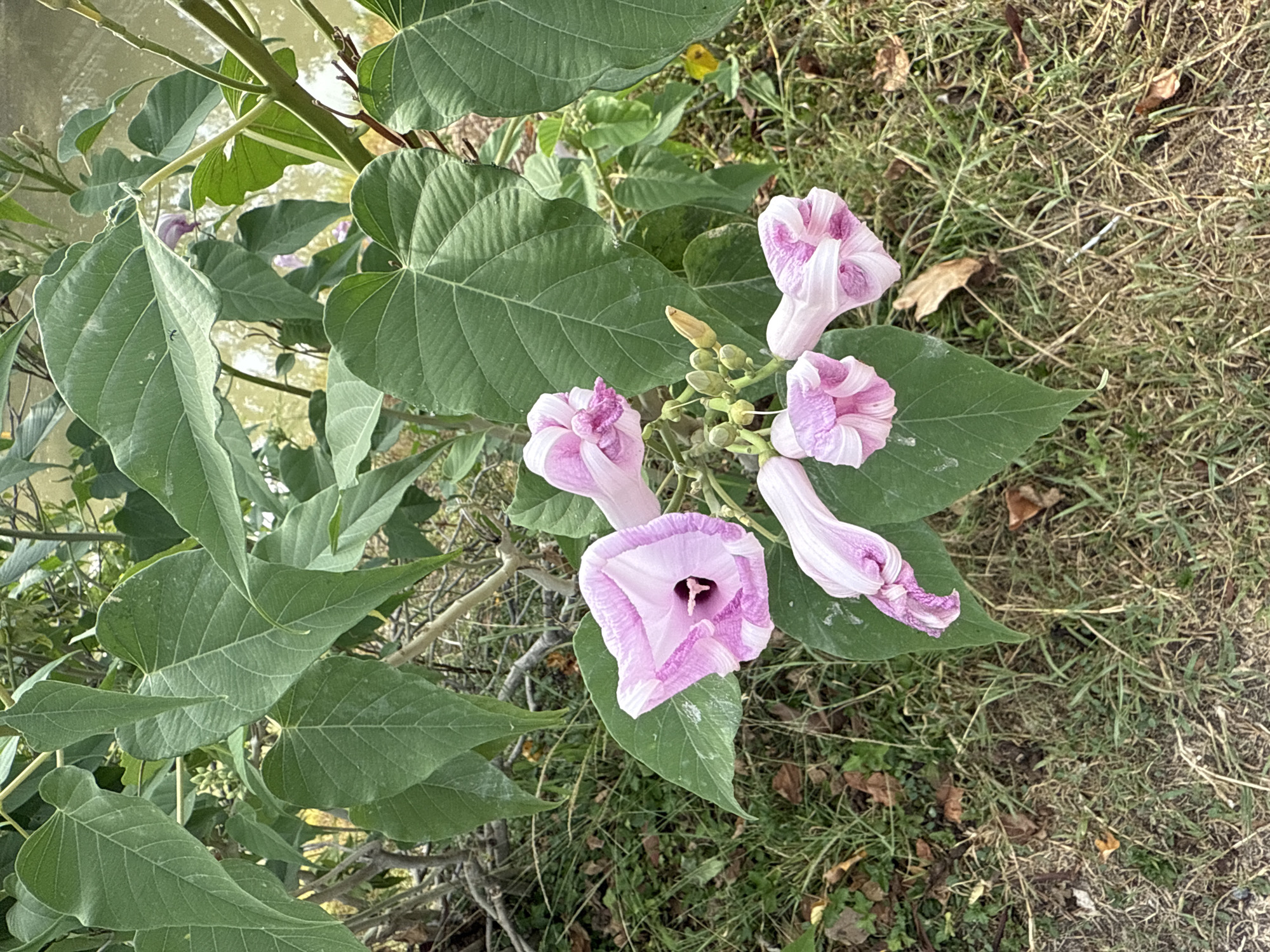 The image shows a cluster of trumpet-shaped pink and white flowers growing on a plant with large, heart-shaped green leaves. The flowers are in various stages of bloom, with some fully open and others still budded. The plant is situated outdoors, with dry grass and fallen leaves visible on the ground in the foreground. In the background, there appears to be water, possibly a pond or canal, and more vegetation. The scene is likely located in Ko Samui District, Thailand, given the tropical flora and common presence of water bodies. No people or animals are visible in the image.