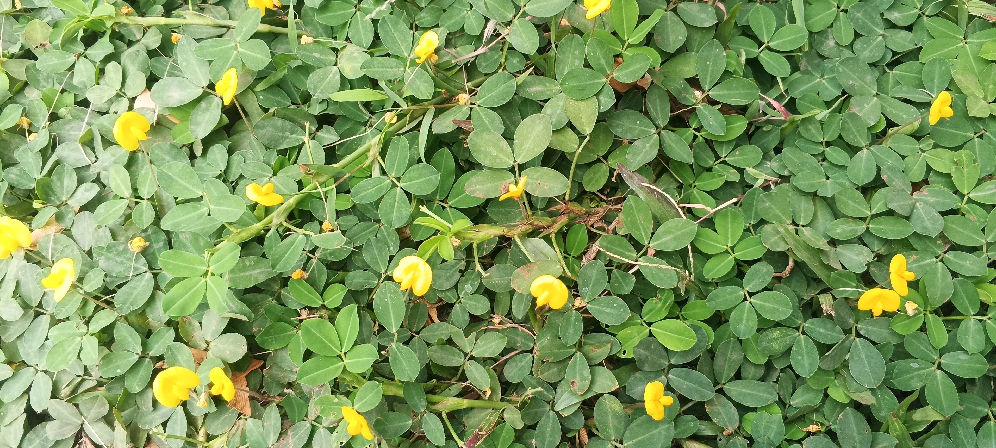 A low-angle, full shot captures a dense ground cover of green clover-like leaves interspersed with small yellow flowers. The foliage is a vibrant, lush green, with individual leaves having a characteristic three-leaflet shape. Scattered throughout the greenery are numerous tiny yellow flowers, some in full bloom and others appearing as buds. The ground beneath the leaves is not visible, suggesting a thick mat of vegetation. The lighting is even, indicating an overcast day or a shaded area. The scene is natural and appears to be an outdoor environment. The image was taken in Penanggungan, Indonesia. There are no people or animals present in the image. The image is static and shows no actions or interactions.