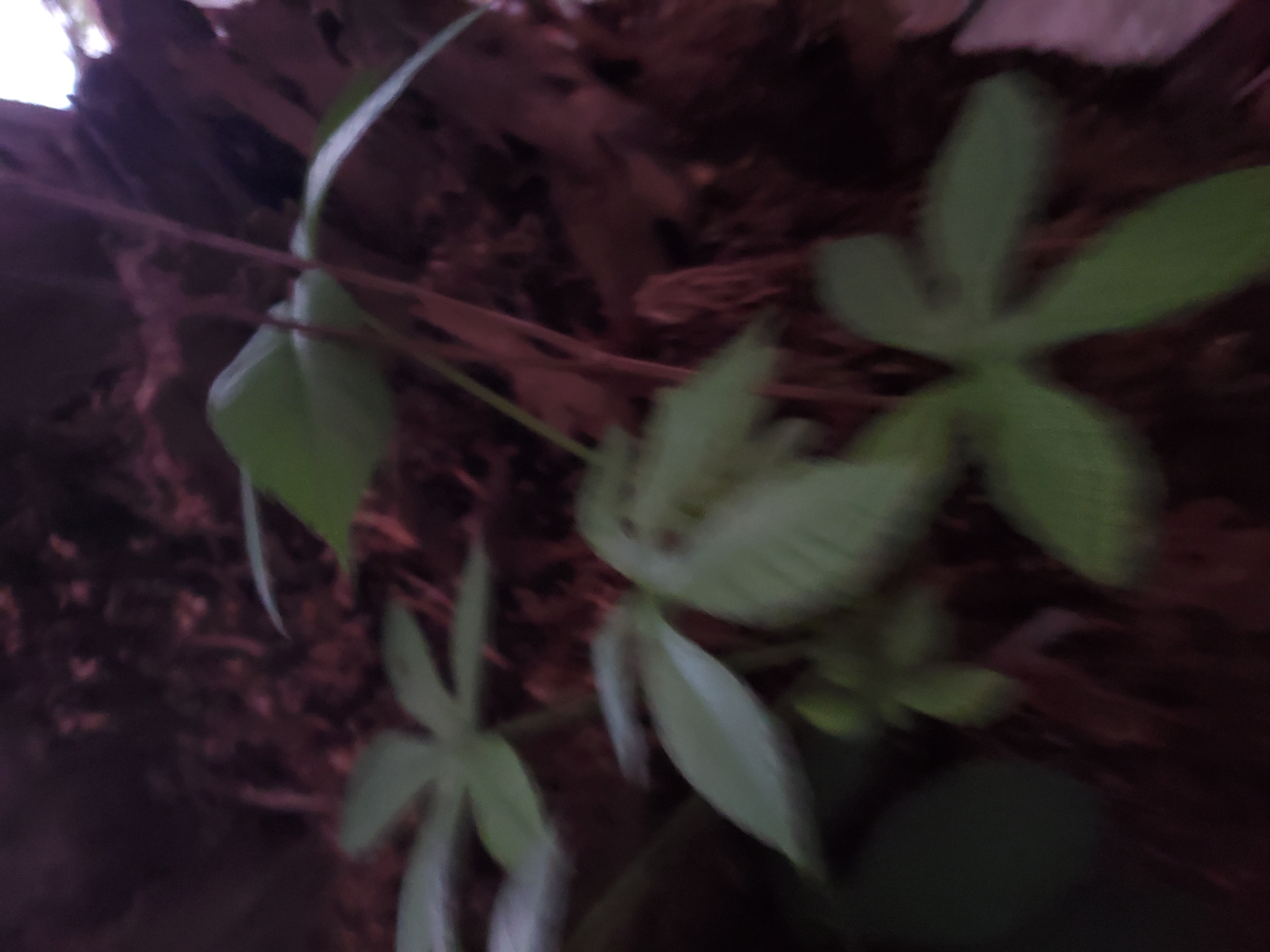 The image appears to be taken at ground level and focused on vegetation, possibly in an outdoor setting in Mararaba, Nigeria. Several green-leafed plants with varying leaf shapes are visible in the foreground, including some with a palmate configuration. The background is dark and out of focus, containing what looks like tree bark or dense plant matter. The lighting is dim, and the image is somewhat blurred, making precise identification difficult. No people, specific objects, actions, or interactions are evident. The environment seems natural but poorly lit.