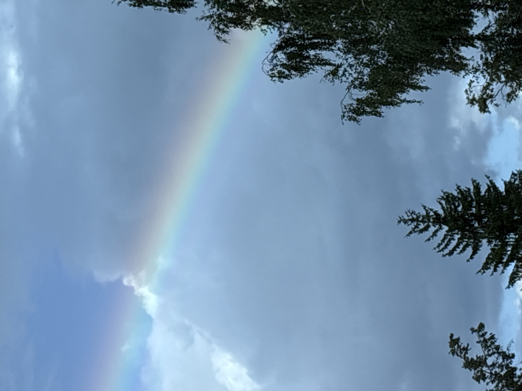 A rainbow arcs across a cloudy sky above Chaikovsky, Russia. The rainbow is visible from the left side of the frame, extending diagonally upwards and to the right. Dark, heavy clouds dominate the lower half of the image, while lighter, brighter clouds are present near the rainbow. The tops of two evergreen trees and a deciduous tree with hanging branches are silhouetted against the sky in the lower half of the image. The lighting suggests it is either early morning or late afternoon.