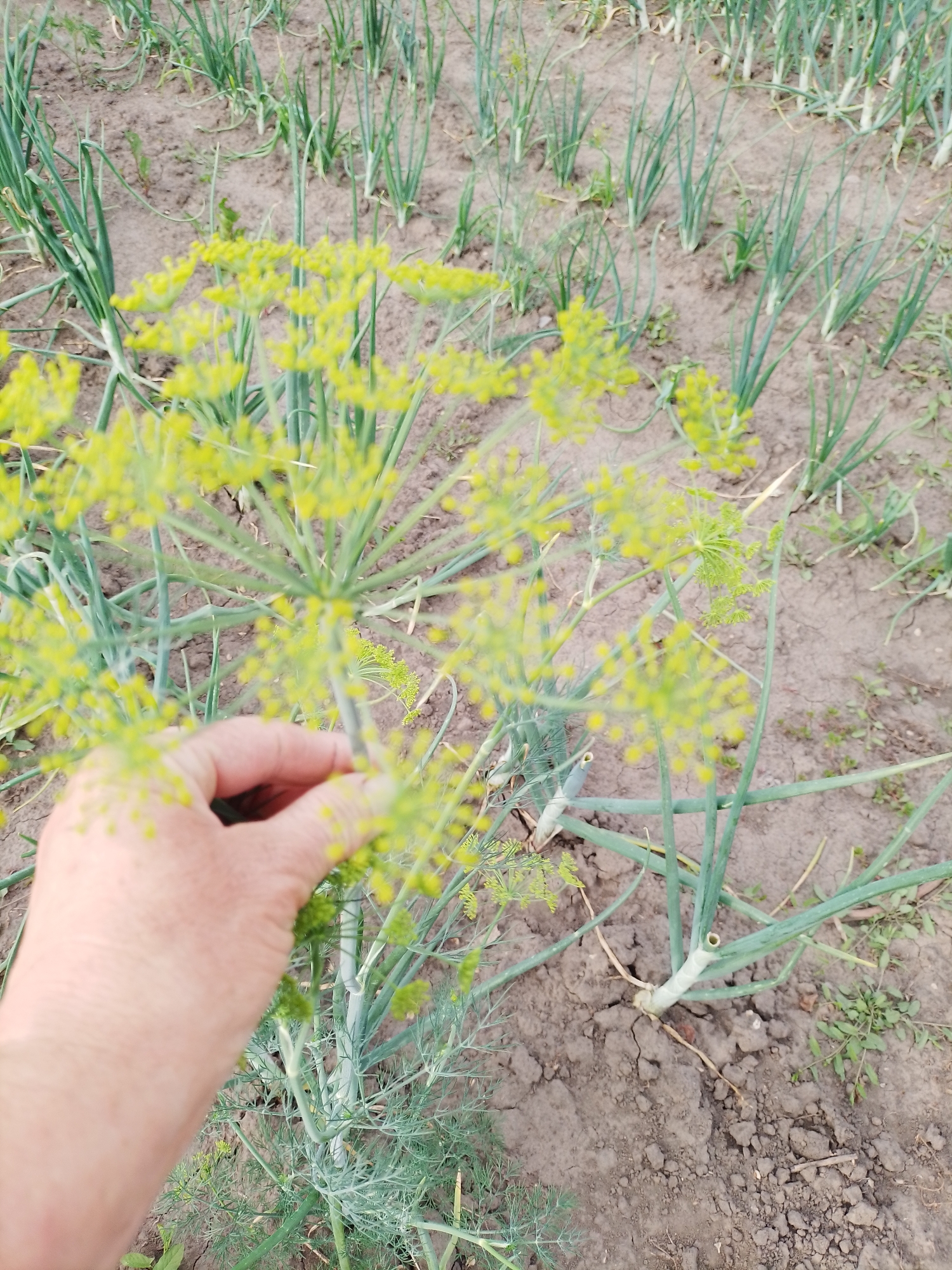 In Ustyvytsia, Ukraine, a close-up shot focuses on a hand gently holding a flowering dill plant. The dill's delicate yellow blossoms and feathery leaves are in sharp focus, contrasting with the blurred background. Behind the dill, rows of young green onion plants emerge from the dry, cracked soil. The overall scene depicts a garden setting in a rural Ukrainian village.
