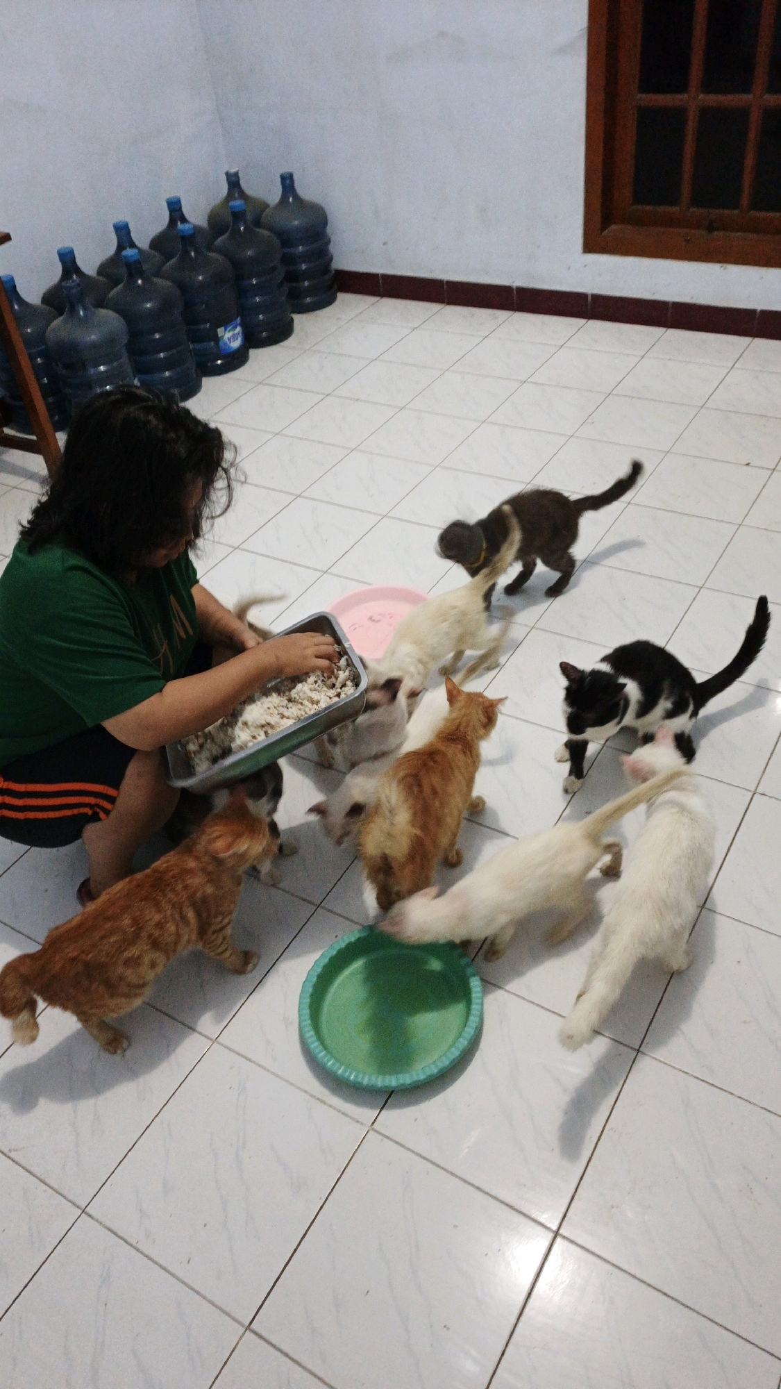 In a tiled room, likely within a residential setting in Campurdarat, Indonesia, a person wearing a green t-shirt and striped shorts kneels on the floor, offering food to a group of cats. The cats, varying in color from orange tabby to black and white and cream, are gathered around a shallow metal tray containing white food. A pink plastic dish and a green plastic dish are also present on the floor, some of the cats are actively eating from the tray and dishes. In the background, several large blue water jugs are stacked against a white wall, and a wooden-framed window with dark panes is visible. The scene depicts a communal feeding of cats, likely strays or pets, by a caretaker.