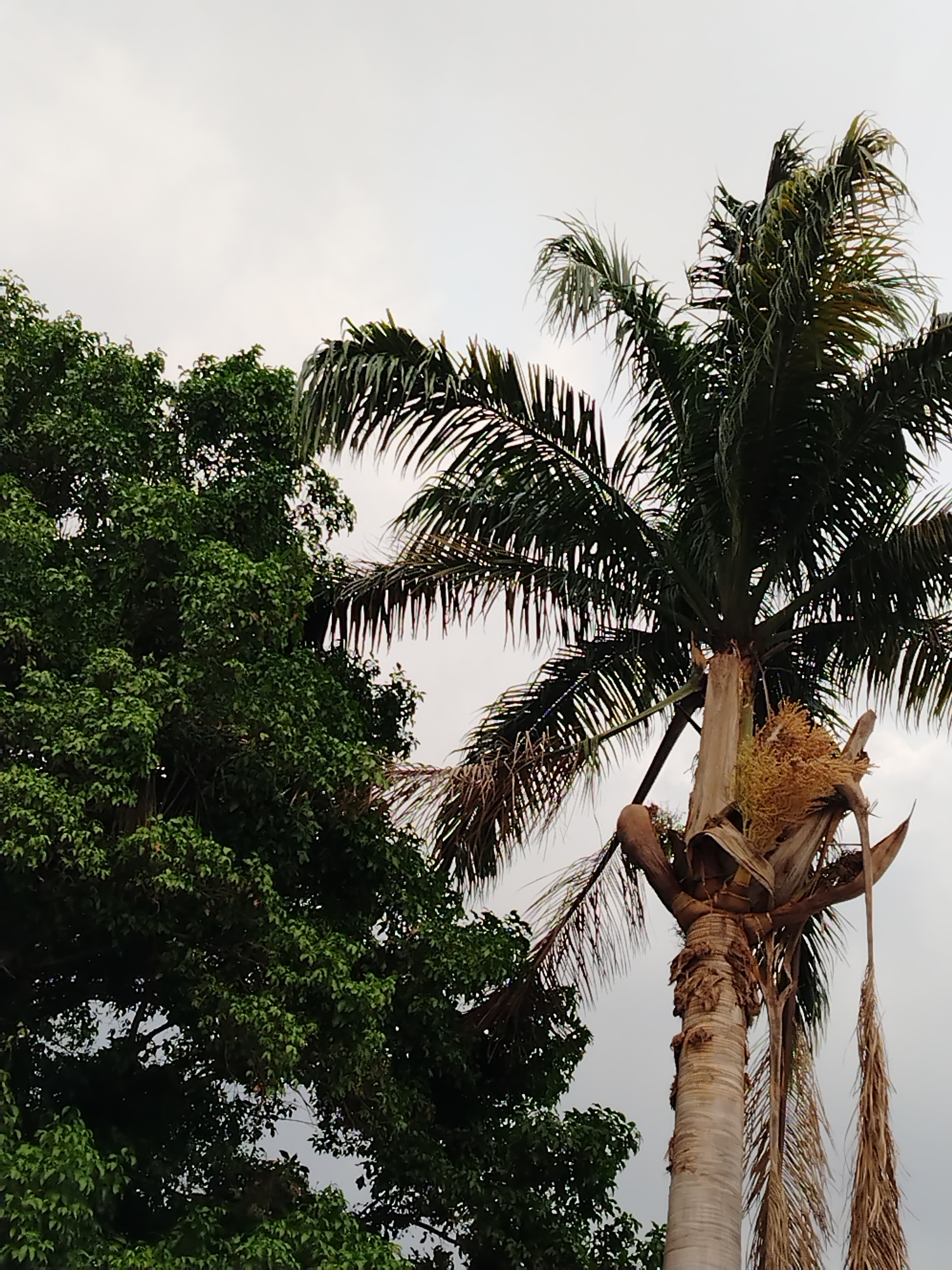 The image shows a daytime outdoor scene likely in Tinaquillo, Venezuela, featuring a palm tree and a broad-leafed tree against a cloudy sky. The palm tree is prominent, showing both green fronds and some dry, hanging fronds. The palm tree's trunk is light in color and textured. The broad-leafed tree is positioned to the left and has dense, green foliage. The sky is overcast and whitish. The image does not contain any people, animals, or buildings. The trees are the primary subjects, and the environment is characterized by the cloudy sky and the foliage.