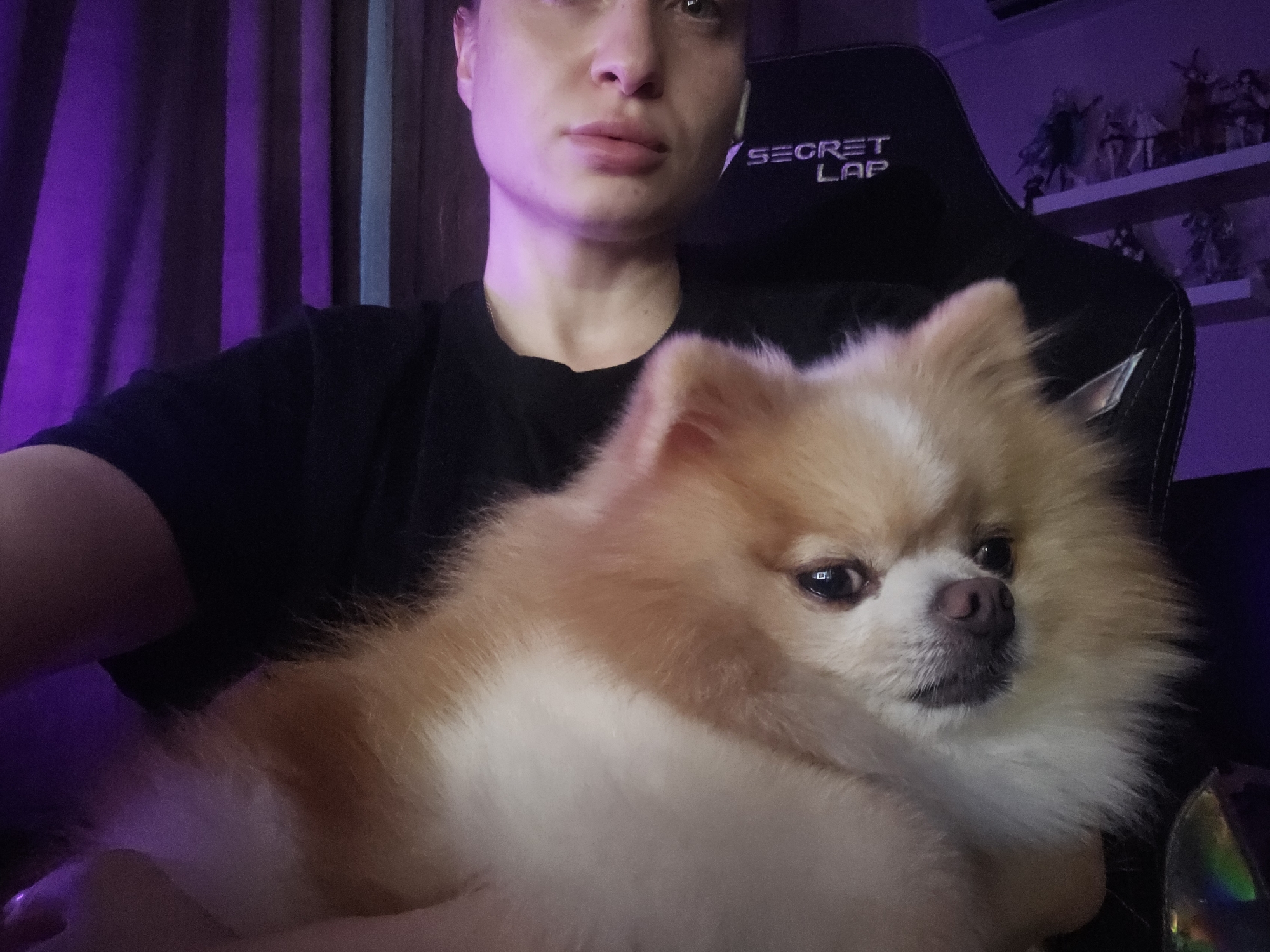 The image is a close-up, frontal view of a person and a Pomeranian dog. The person, partially visible, is wearing a black t-shirt and is seated in what appears to be a gaming chair with "SECRET LAB" branding visible on the backrest. The person's face is in the upper portion of the frame, with purple lighting illuminating the scene from the left. The dog is held in the person's lap, occupying the majority of the lower and central parts of the image. The dog is light brown and white, with fluffy fur, and is looking towards the camera. In the background, shelves with figurines are visible, also illuminated by the purple light. The setting appears to be indoors, likely a room within a residence. There is no information in the image to suggest a location in Burgas, Bulgaria.