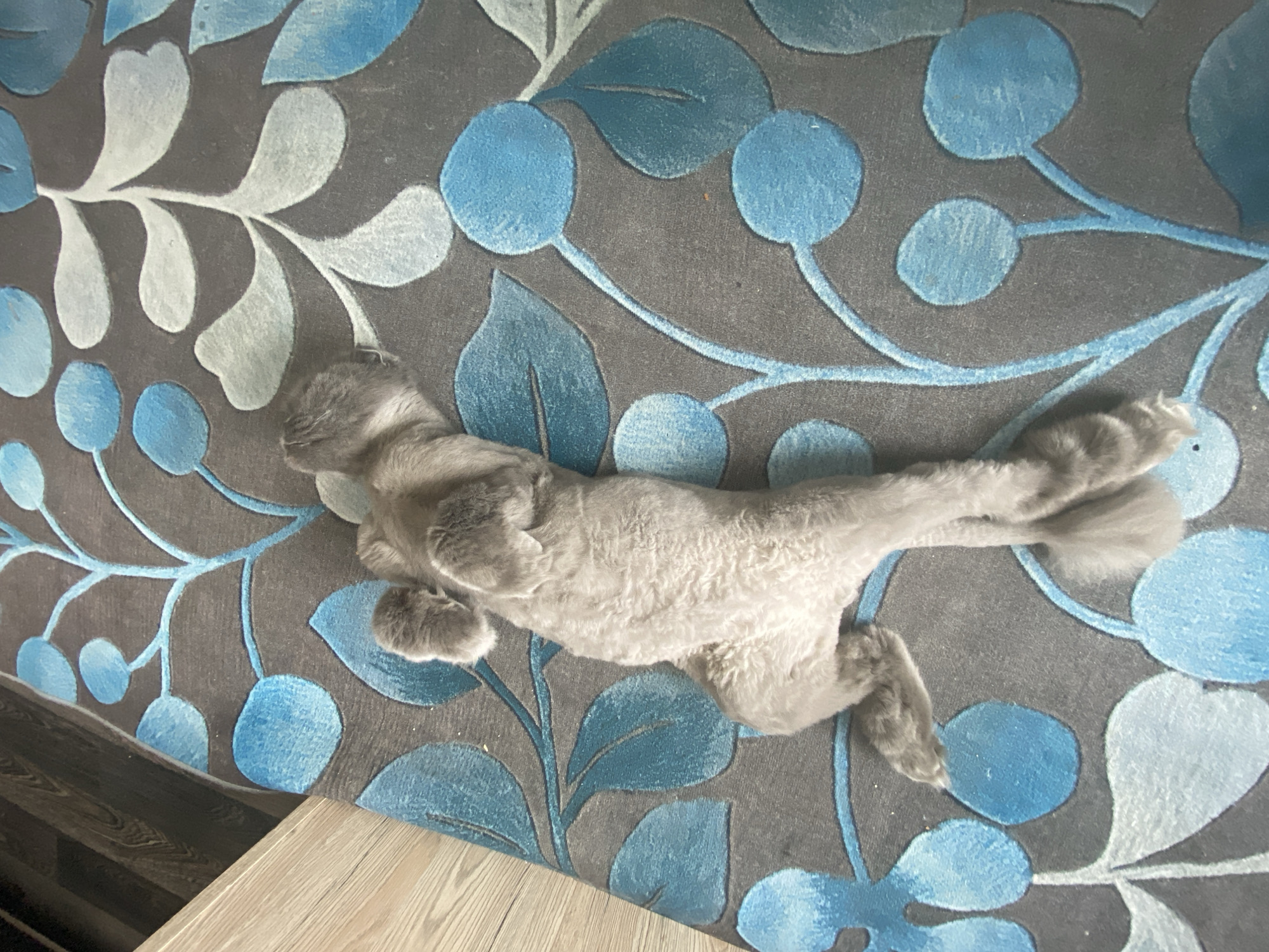 An overhead shot captures a grey cat, likely a Russian Blue or similar breed, sprawled out on its back on a dark grey carpet adorned with a blue floral pattern. The cat's belly is exposed, and its paws are curled up towards its chest. The lighting suggests an indoor setting, possibly a living room or bedroom, with a sliver of wooden flooring visible to the left of the frame. The carpet's design features stylized blue leaves and circular elements, creating a textured and visually interesting background for the sleeping feline.