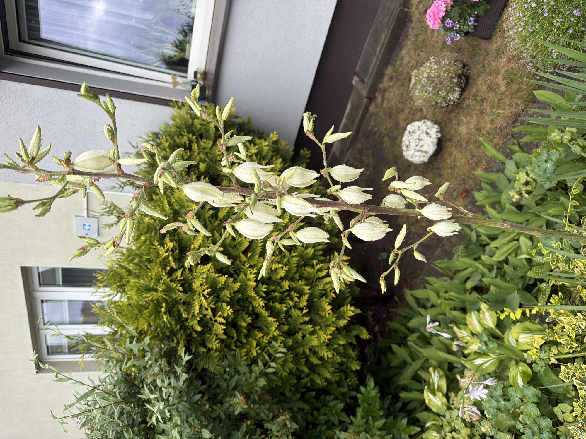 This image shows an outdoor garden scene on a cloudy day, possibly after rain, as indicated by the water droplets on the plants. The main subjects are various plants, including a branch with white, bell-shaped flower buds, a dense evergreen shrub, and ground cover with green and variegated leaves. In the background, a modern building with a window and a wooden fence are visible. The setting appears to be a residential garden in Szczecin, Poland. There is no activity or event taking place, and no people are visible. Notable details include the fresh, dewy appearance of the plants and the overcast sky. No text is visible in the image.