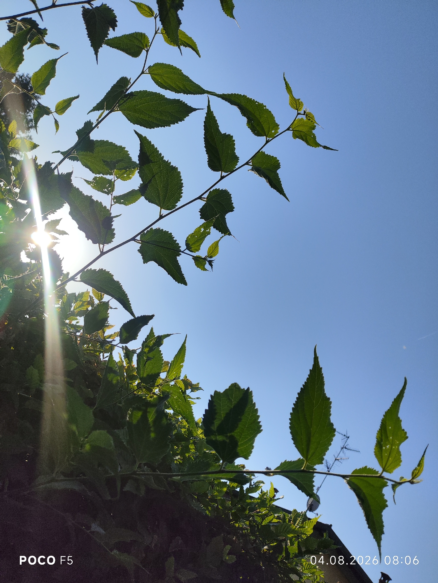 The image is a low-angle shot of green leaves and branches against a clear blue sky. Sunlight streams from the left, creating lens flare and highlighting the translucent nature of some leaves. In the lower left corner, the text "POCO F5" is visible, indicating the phone used to take the picture. In the lower right corner, a date and time stamp reads "04.08.2026 08:06". The scene suggests an outdoor environment, possibly a park or garden in Collecchio, Italy, given the context provided. There are no people or animals present in the image. The overall impression is one of a bright, sunny day.