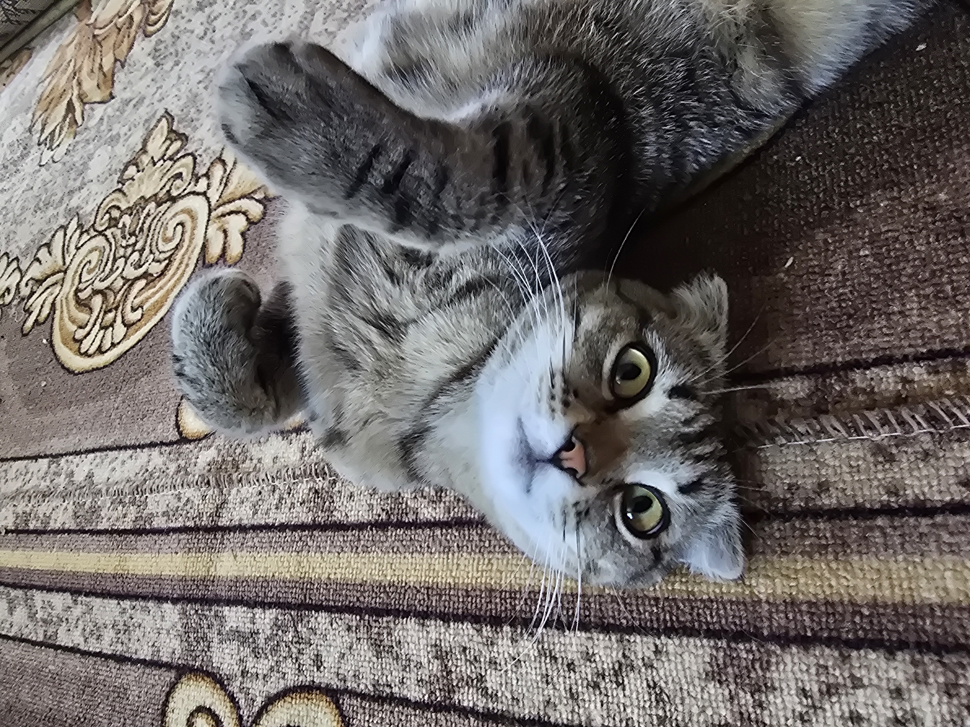 A gray tabby cat is lying on its back on a striped carpet with a floral pattern. The cat is positioned upside down in the frame. Its green eyes are open and looking directly at the camera. The cat's paws are raised in the air. The carpet appears to be a rug or a floor covering. The environment appears to be indoors.