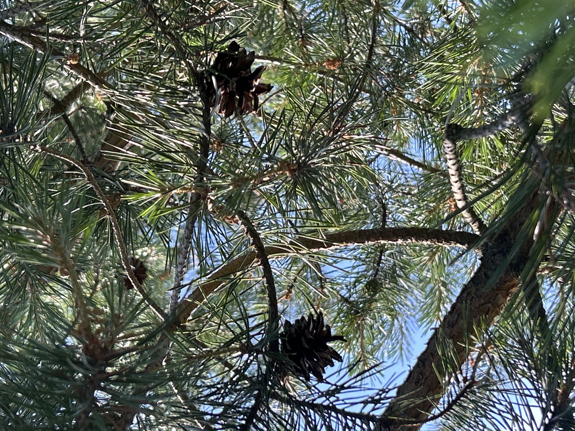 The image shows a close-up view of a pine tree with its needles and branches. Two pine cones are visible, one hanging from a branch on the left side of the frame and another on the right. The background is a clear blue sky, suggesting it is daytime. The location is identified as Слава Снт, Russia. There are no people or any discernible actions or interactions. The environment is natural, dominated by the pine tree's foliage.