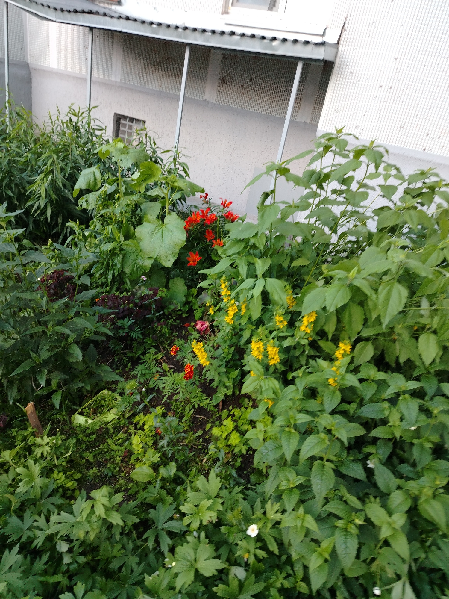 The image depicts a lush, overgrown garden bed situated outside a building. The garden is filled with a variety of green plants, some with large leaves and others with more delicate foliage. Interspersed among the greenery are clusters of bright red and yellow flowers, adding pops of color to the scene. The plants appear to be in various stages of growth, with some reaching higher than others.
In the background, a section of a building is visible. It has a white textured wall and a dark-colored roof overhang supported by thin metal poles. A small, dark-framed window is set into the building wall. The overall impression is of a natural, somewhat unkempt garden area.
The lighting suggests it might be late afternoon or early evening, with soft, diffused light. There are no people visible in the image, and no specific activity is taking place; it is a static scene of a garden. The location is identified as Chaikovsky, Russia. No text is visible in the image.
