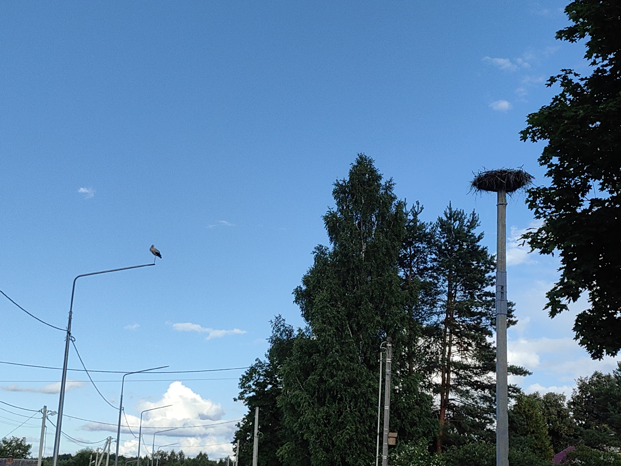 The image depicts an outdoor scene in the city of Arkhangel'skoe (Sp Veselevskoe), Russia. The sky is a clear blue with a few scattered white clouds. In the foreground, several utility poles and streetlights are visible, along with a network of overhead wires. On the left side of the image, a bird, possibly a stork, is perched on top of a streetlight. To the right, a large, intricately constructed nest sits atop another utility pole. The background is filled with lush green trees of varying heights, suggesting a suburban or rural environment. The overall impression is one of a tranquil, everyday setting.