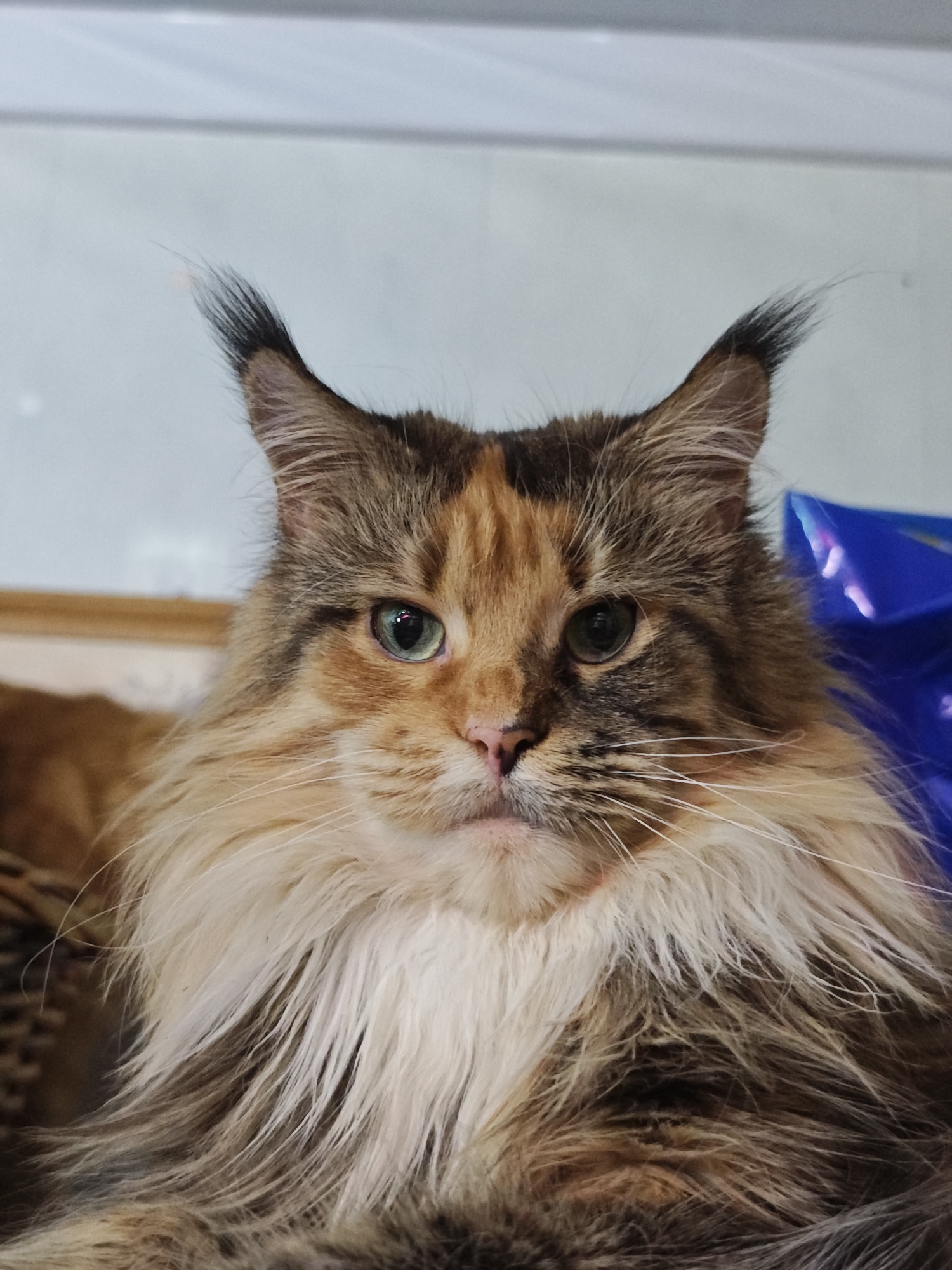 A close-up, head-on, medium shot captures a tortoiseshell Maine Coon cat looking directly at the camera. The cat has distinctive tufts of fur on its ears and a thick mane around its face, with patches of brown, orange, and black fur. Its eyes are a striking green, and its nose is pink. The background is softly blurred, showing a light-colored wall or surface and a hint of a blue object to the right. The cat is seated, with only its head and upper chest visible.